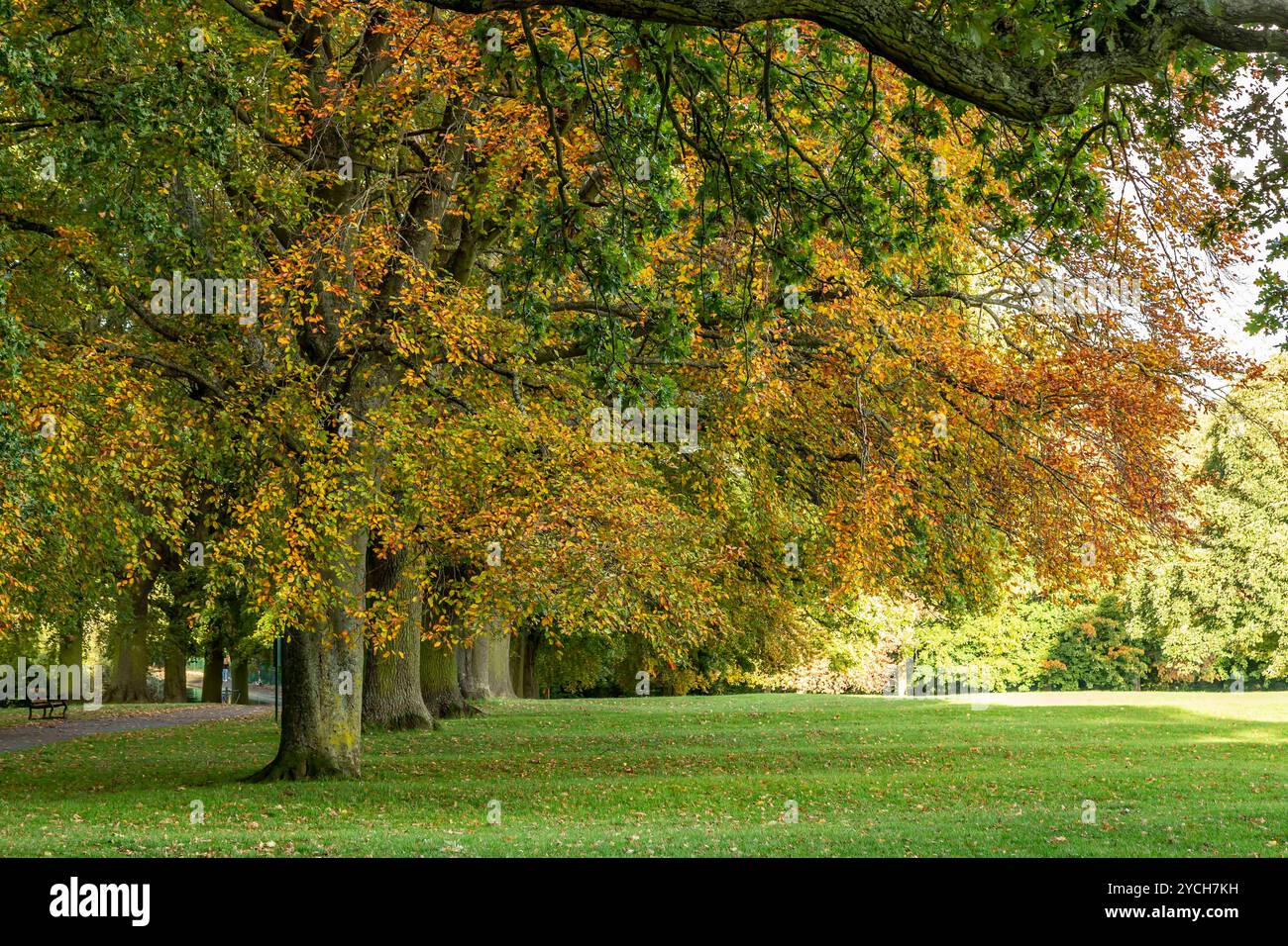 Avenue of Trees che conduce ad Abington Park, Northampton, Nortants, Inghilterra, Regno Unito. Foto Stock