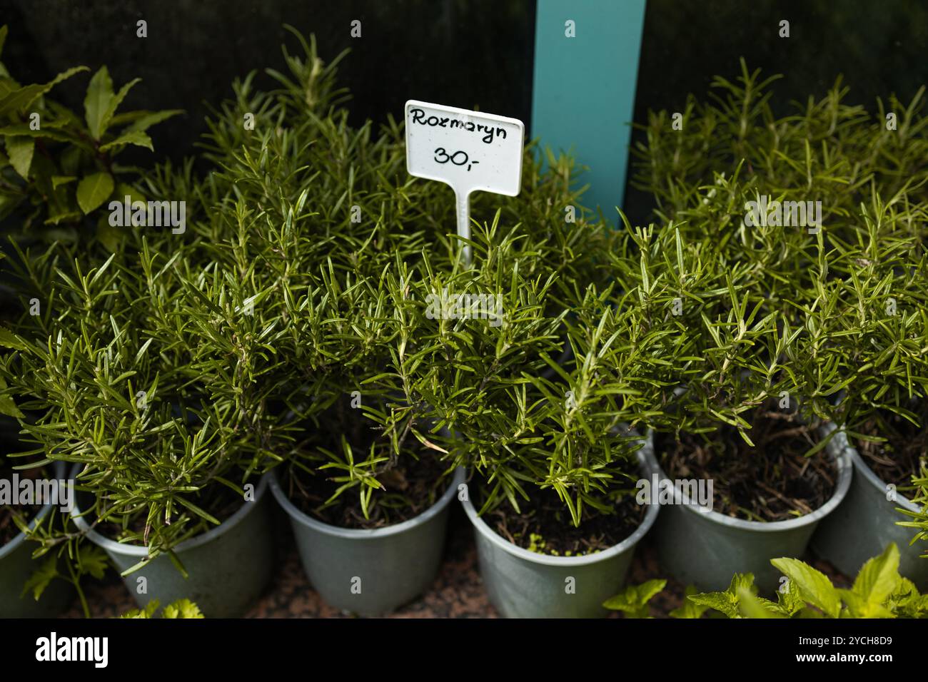 Varie erbe in vaso come origano, marjoram o rosmarino vengono vendute sul mercato. Le erbe di rosmarino fresco commestibili in vasi di plastica grigia si trovano in una Foto Stock