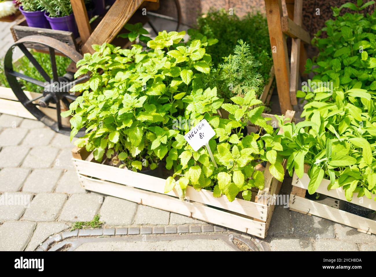 Pentole di menta culinaria fresca e aromatica assortite, erbe in una cassa di legno in un giardino per la cottura. Varie erbe in vaso come origano, marjoram o. Foto Stock