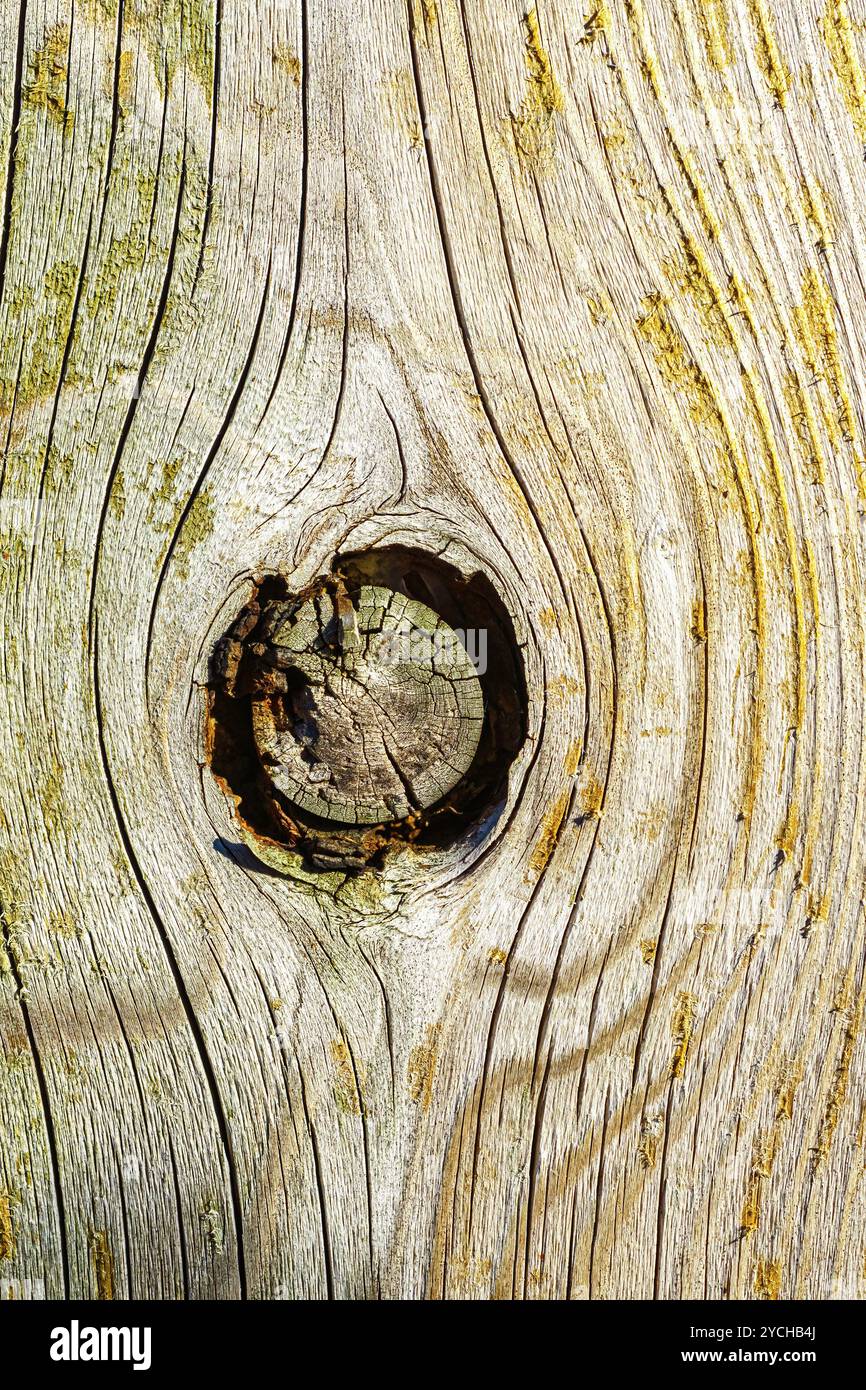 Un nodo di legno sulla superficie di una tavola intemprata. Foto Stock