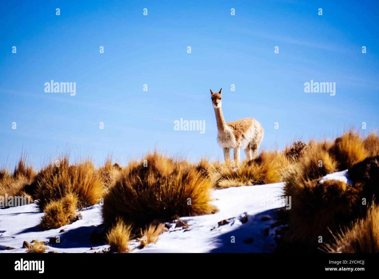 Un VICUÑA solitario in piedi su altopiani boliviani innevati, circondato da ciuffi d'erba dorati, che ammirano maestosamente un cielo blu brillante. Foto Stock
