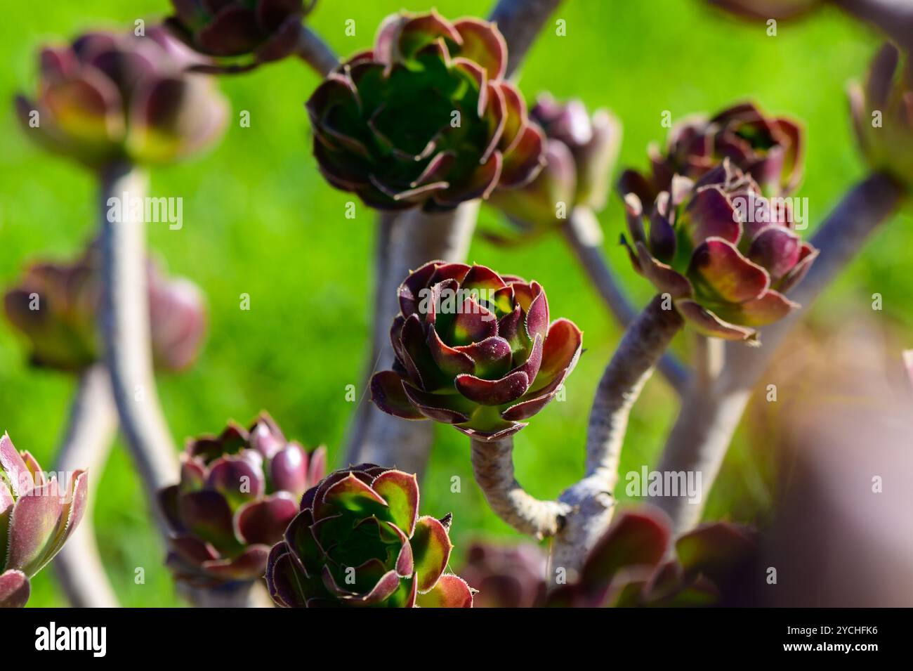 In un giardino sereno, piante succulente mostrano le loro ricche sfumature, crogiolandosi alla luce dorata del sole, creando un'atmosfera tranquilla e vibrante. Foto Stock