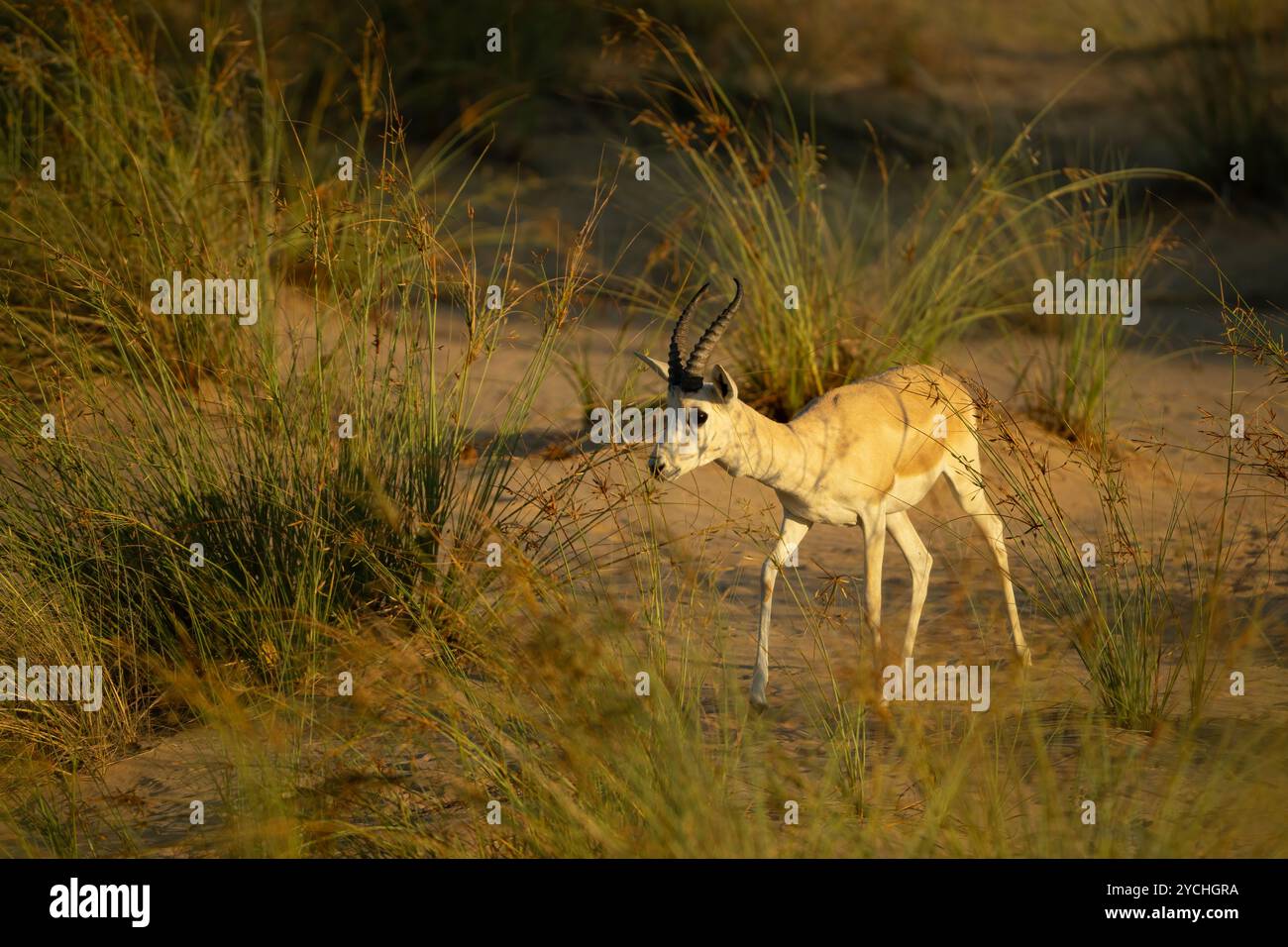 Gazzella di sabbia araba solitaria che cammina tra la vegetazione del deserto o l'erba presso la riserva di conservazione del deserto di al Marmoom a Dubai, Emirati Arabi Uniti. ALS Foto Stock