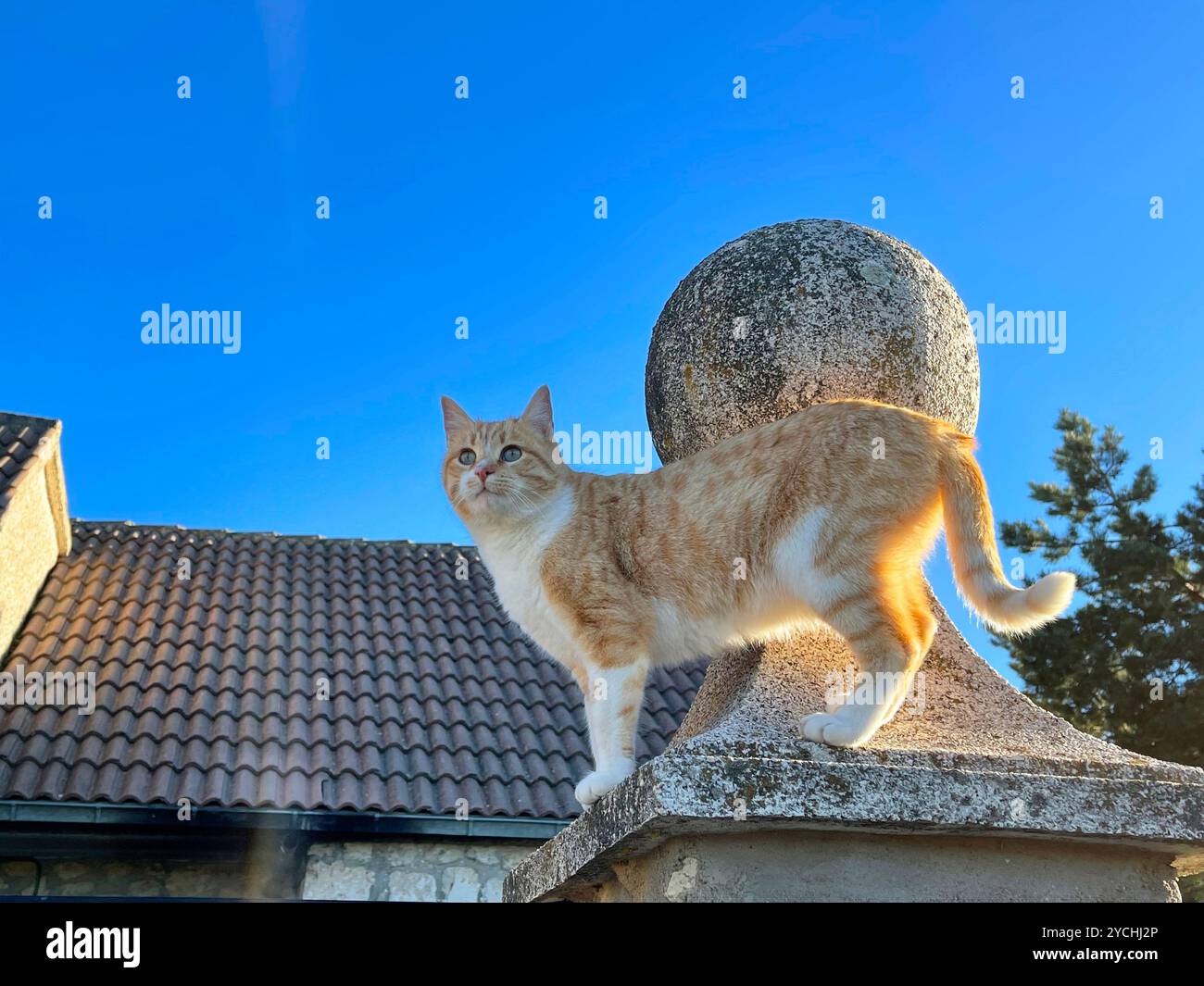 Gatto randagio su porta di pietra. Foto Stock