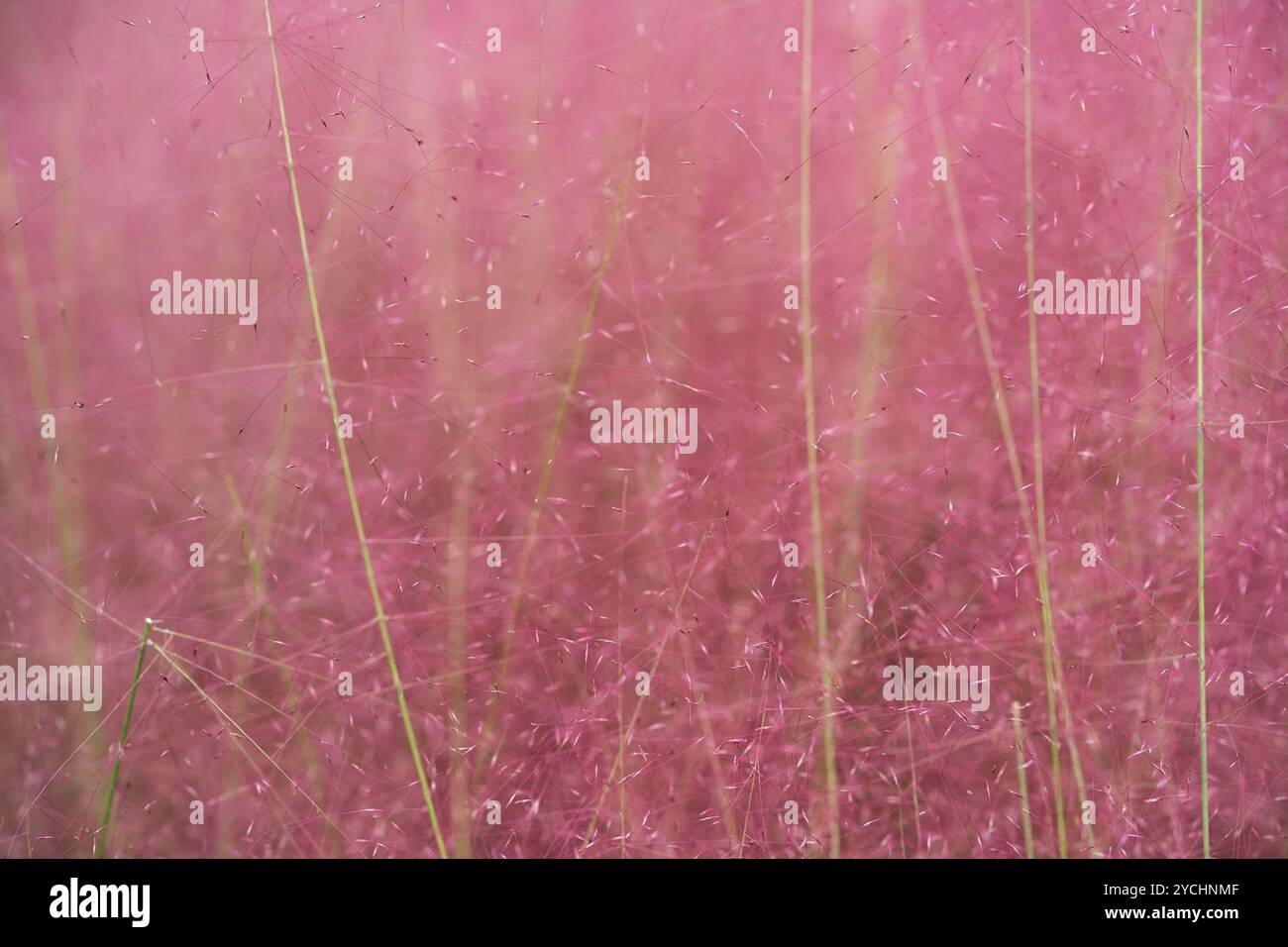 Muhlenbergia capillaris rosa. Hairawn Muhly erba vegetale fiorisce sfondo Foto Stock