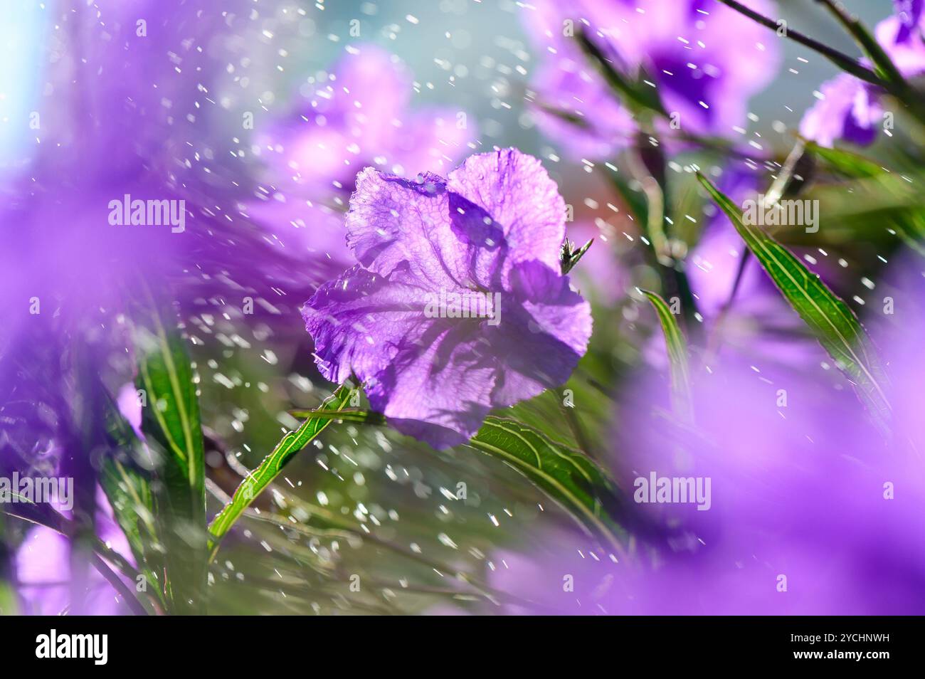 I fiori viola oscillano dolcemente nella brezza, illuminati dalla luce del sole dorato. Le goccioline morbide creano un'atmosfera magica, esaltando la bellezza della primavera. Foto Stock