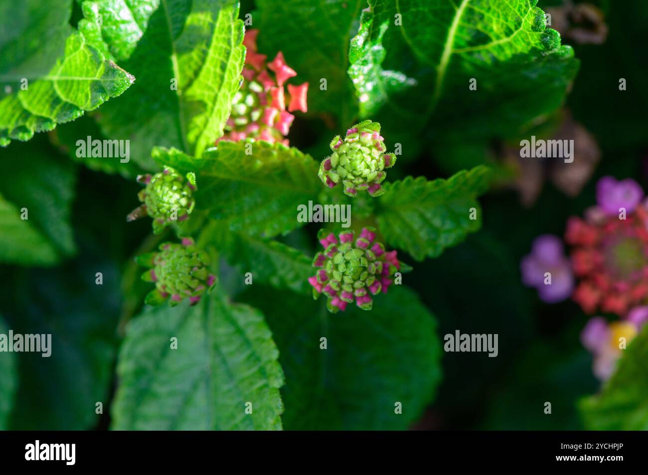 Boccioli di fiori verdi freschi emergono tra lussureggianti fogliame, baciati dalla luce del sole in un giardino sereno, annunciando l'arrivo della primavera con colori vivaci e nuovo b Foto Stock