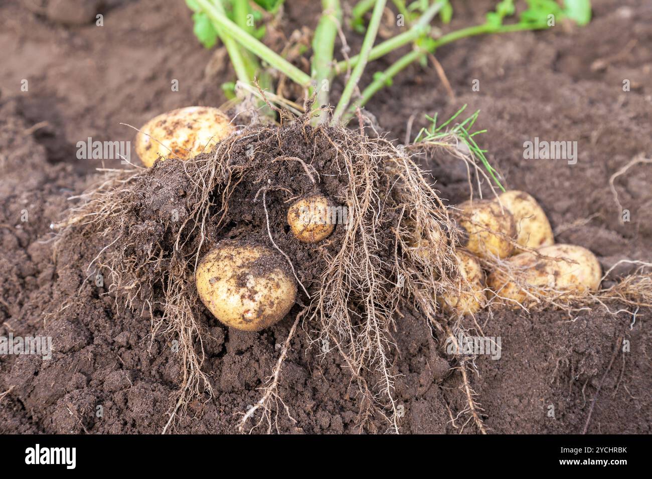 Fresco di raccolto di patate appena scavato nella terra Foto Stock