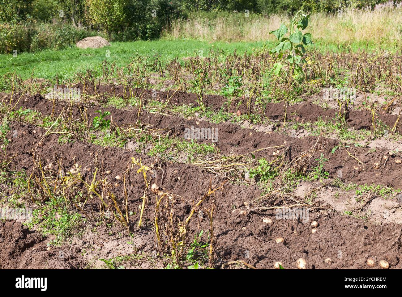 Fresco di raccolto di patate appena scavato nella terra Foto Stock