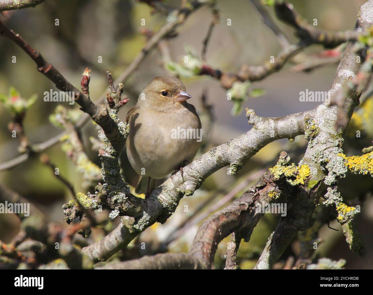 Un primo piano di una femmina Chaffinch (Fringilla coelebs) arroccata in un albero in inverno. Inghilterra. Foto Stock