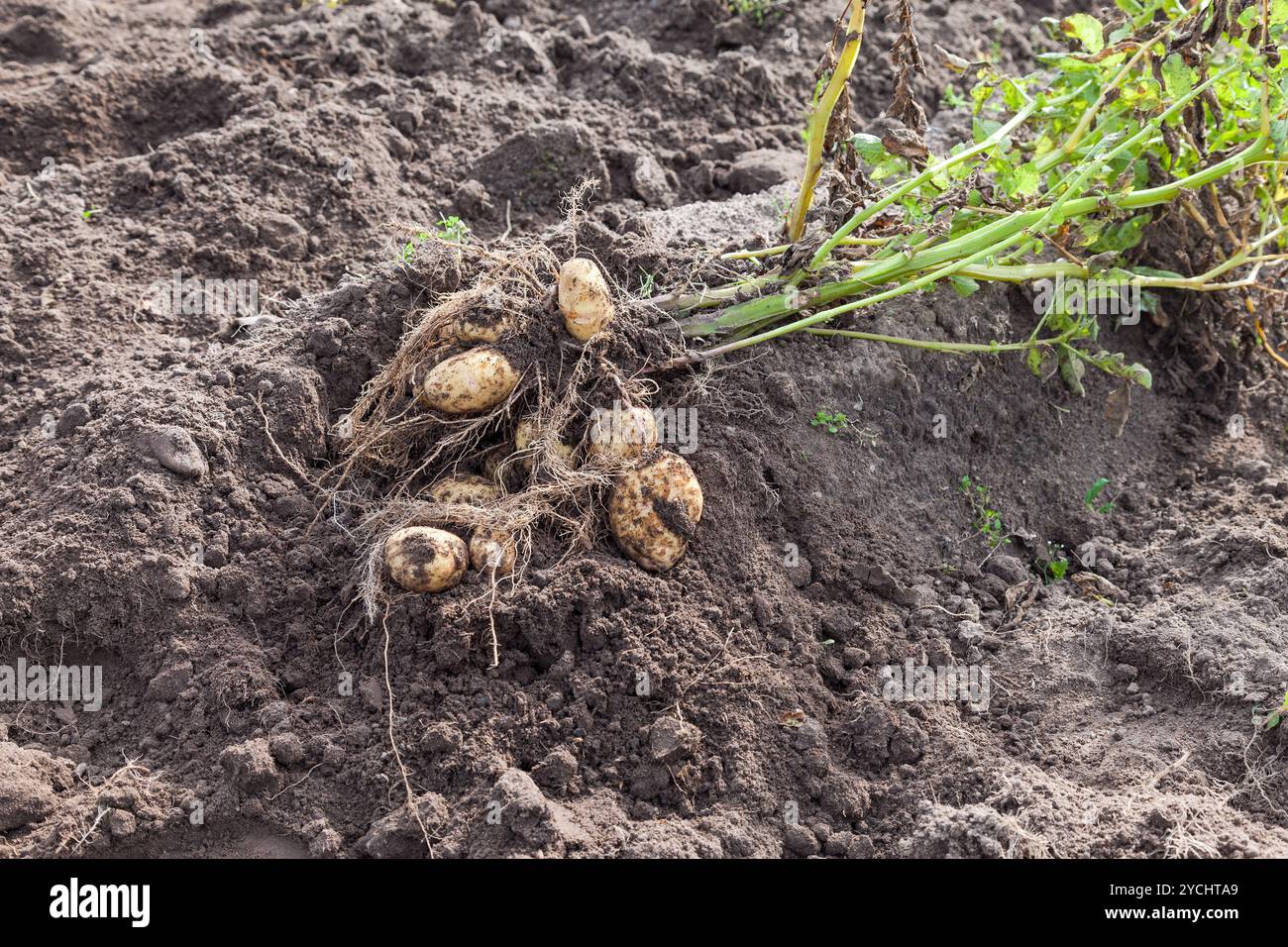 Fresco di raccolto di patate appena scavato nella terra Foto Stock