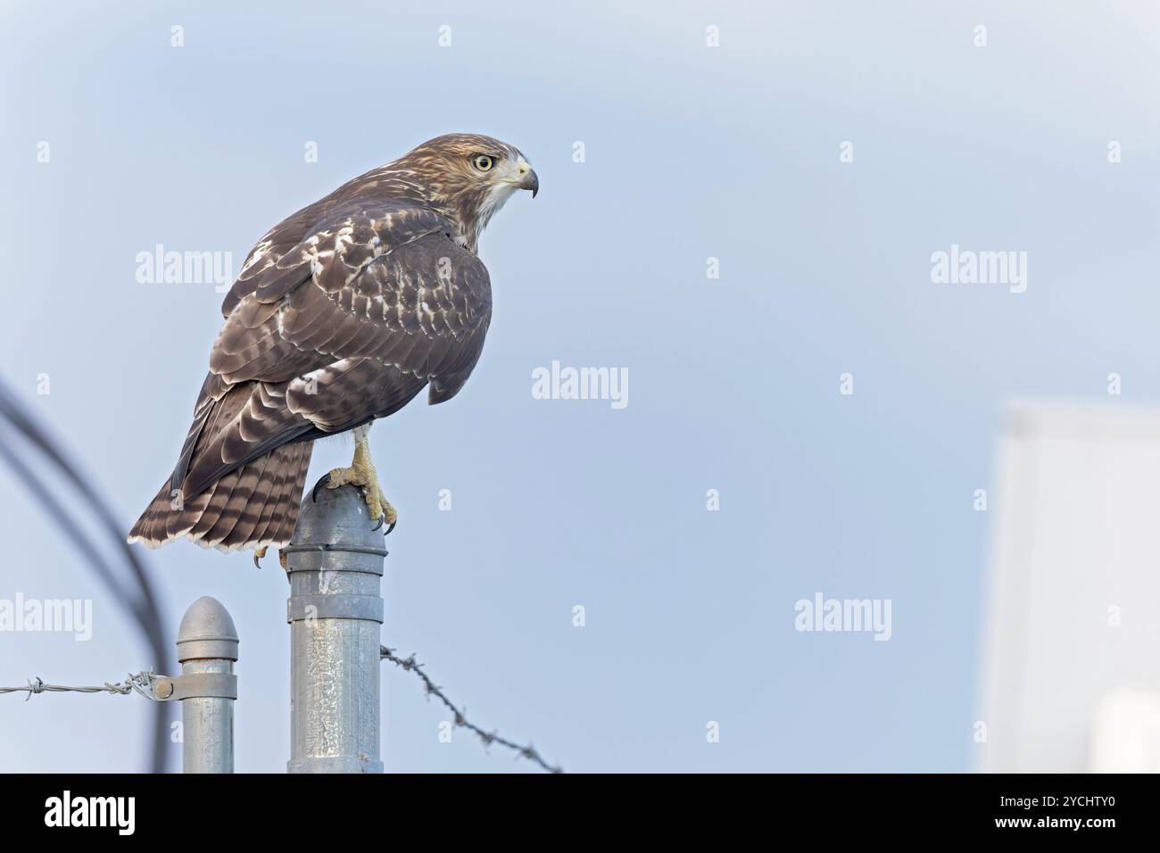 Falco dalla coda rossa (Buteo jamaicensis) arroccato su una recinzione. Foto Stock