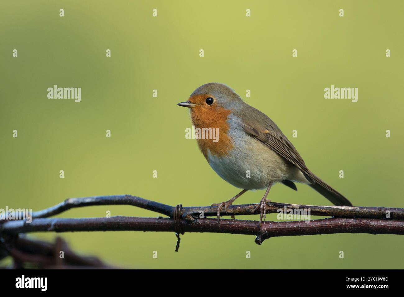 Robin che si arrocca sui bastoni nel North Yorkshire Foto Stock