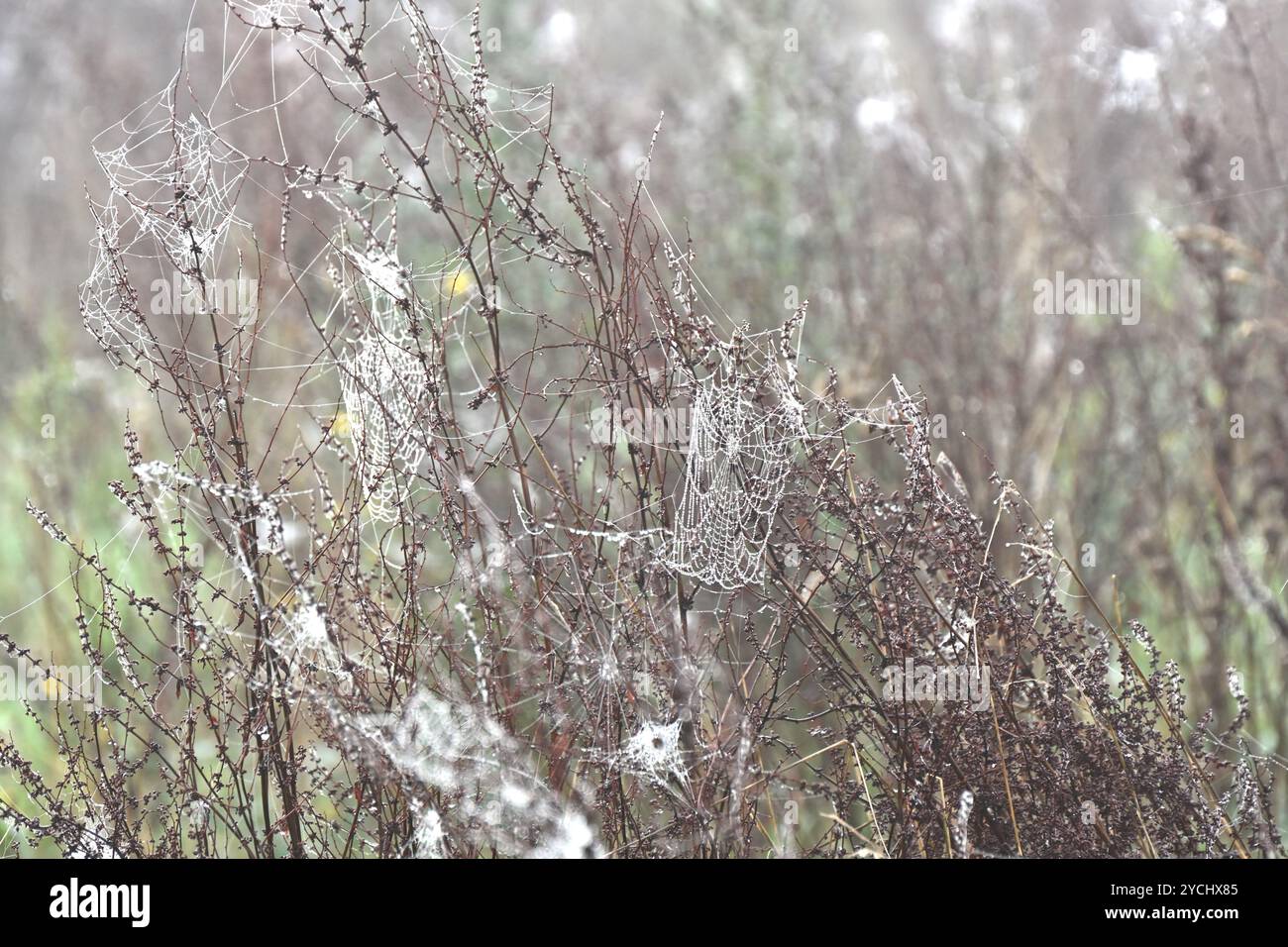 Ragnatele o ragnatela con rugiada su Rumex, o teste di semina di piante di bacino nella nebbia nel Regno Unito ottobre Foto Stock