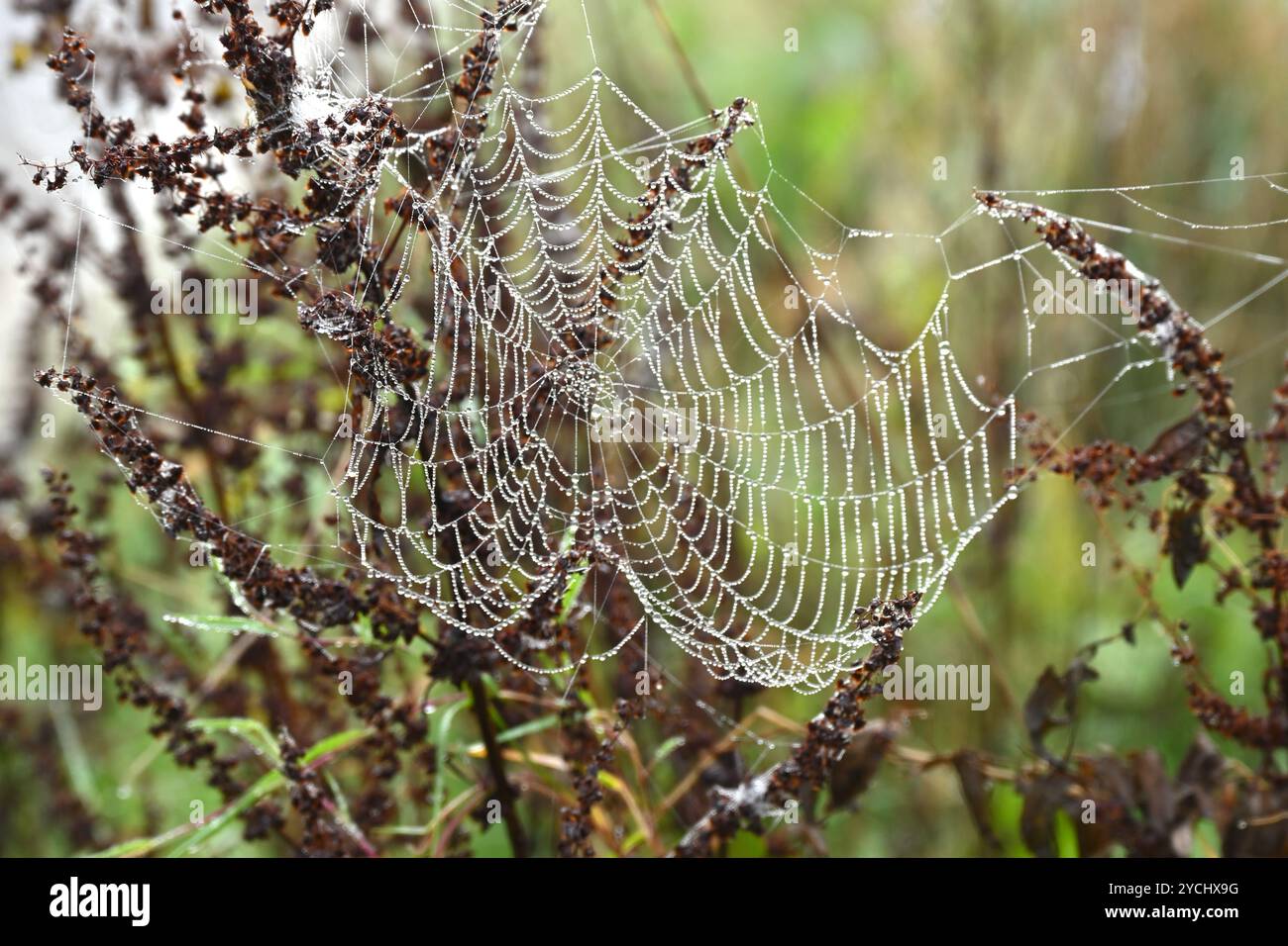 Ragnatele o ragnatela con rugiada su Rumex, o teste di semina per piante di bacino nel Regno Unito ottobre Foto Stock
