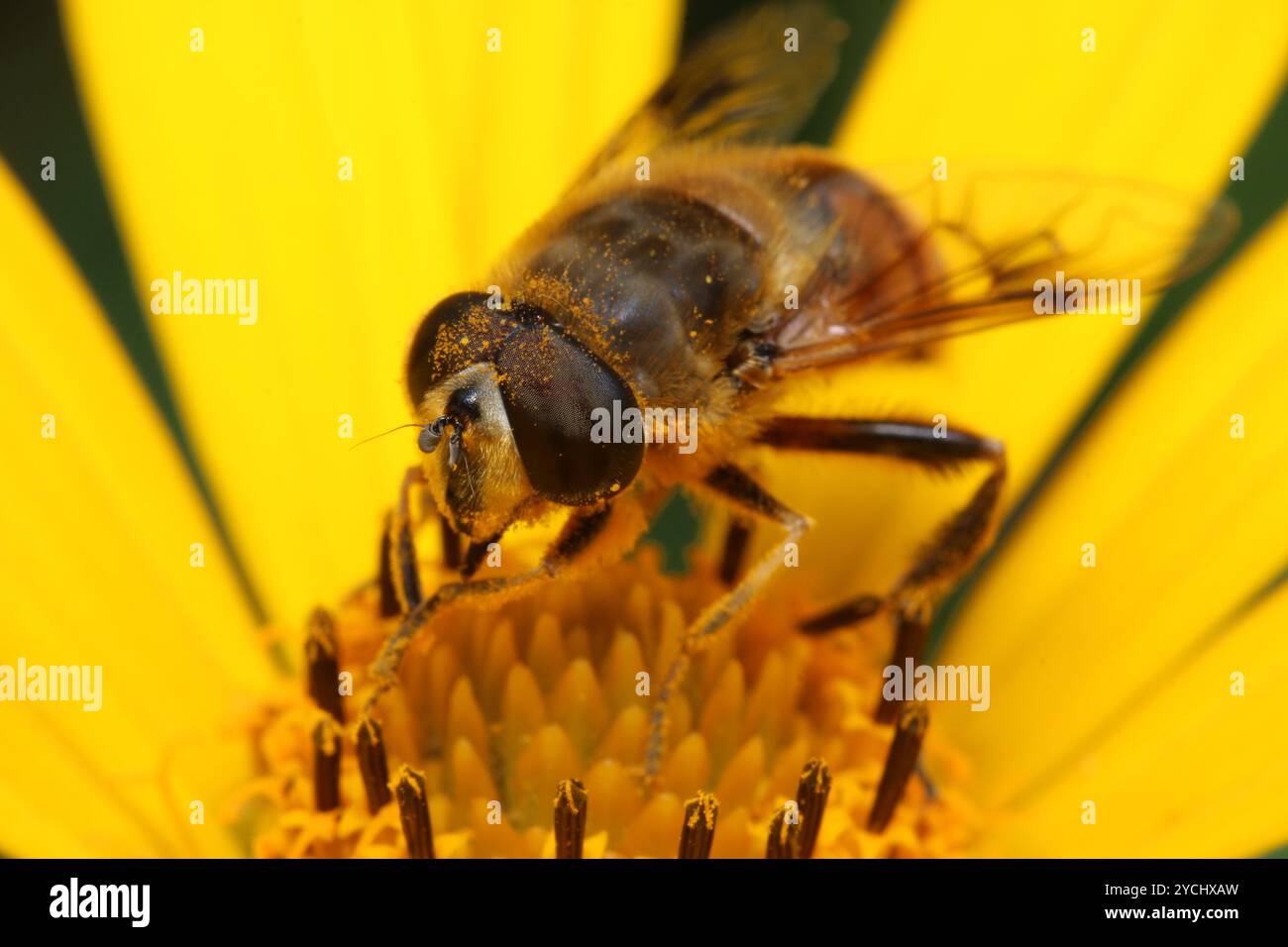 Drone Fly (Eristalis tenax) che impollina un fiore Foto Stock