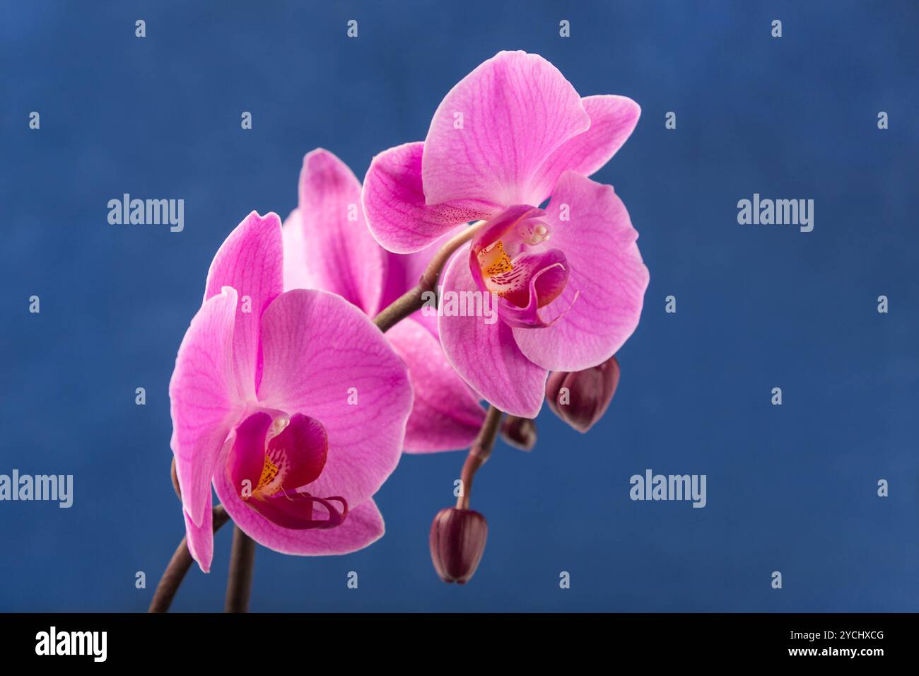 Orchidea di fiori freschi su sfondo colorato Foto Stock