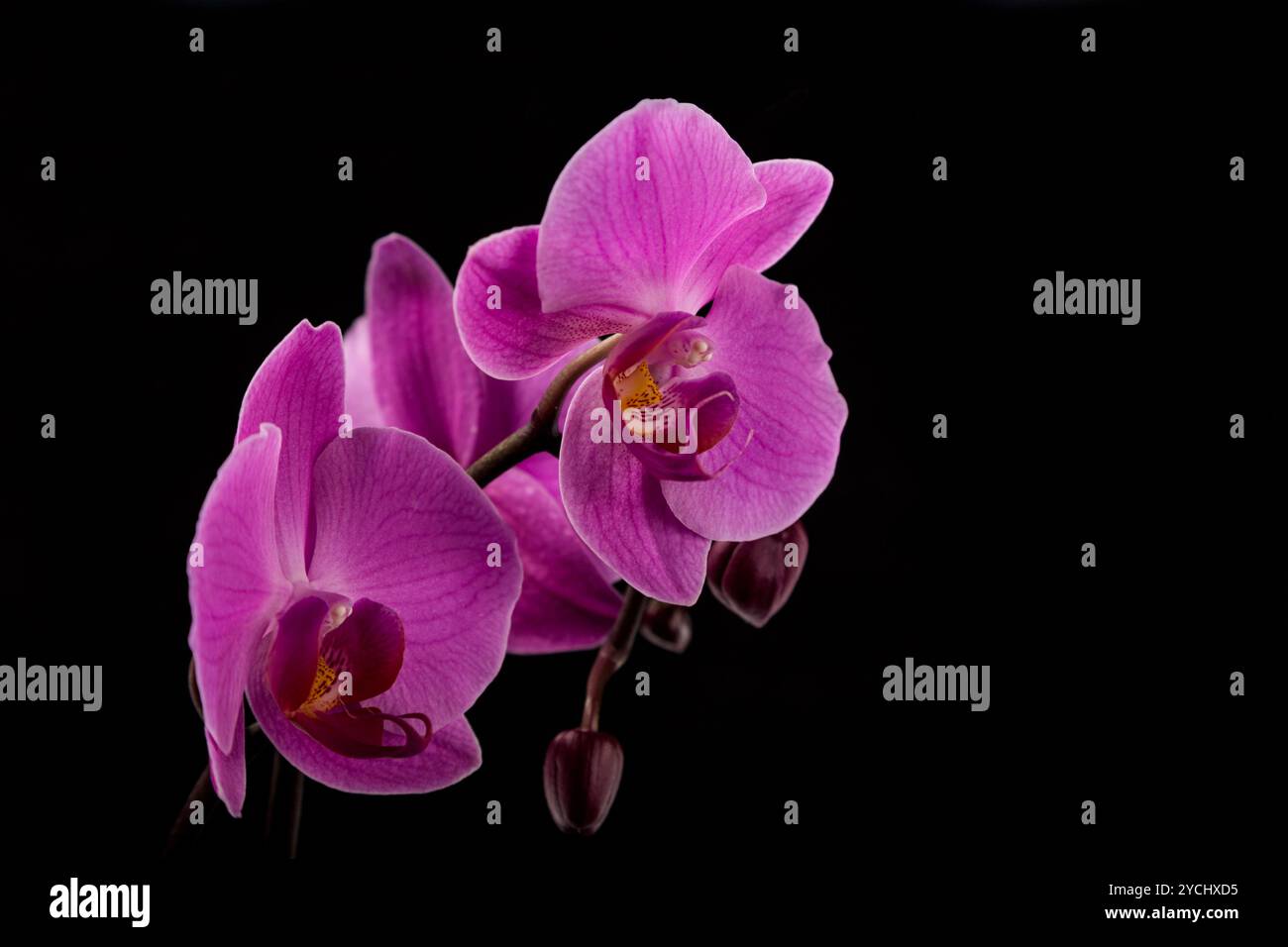 Orchidea di fiori freschi su sfondo colorato Foto Stock