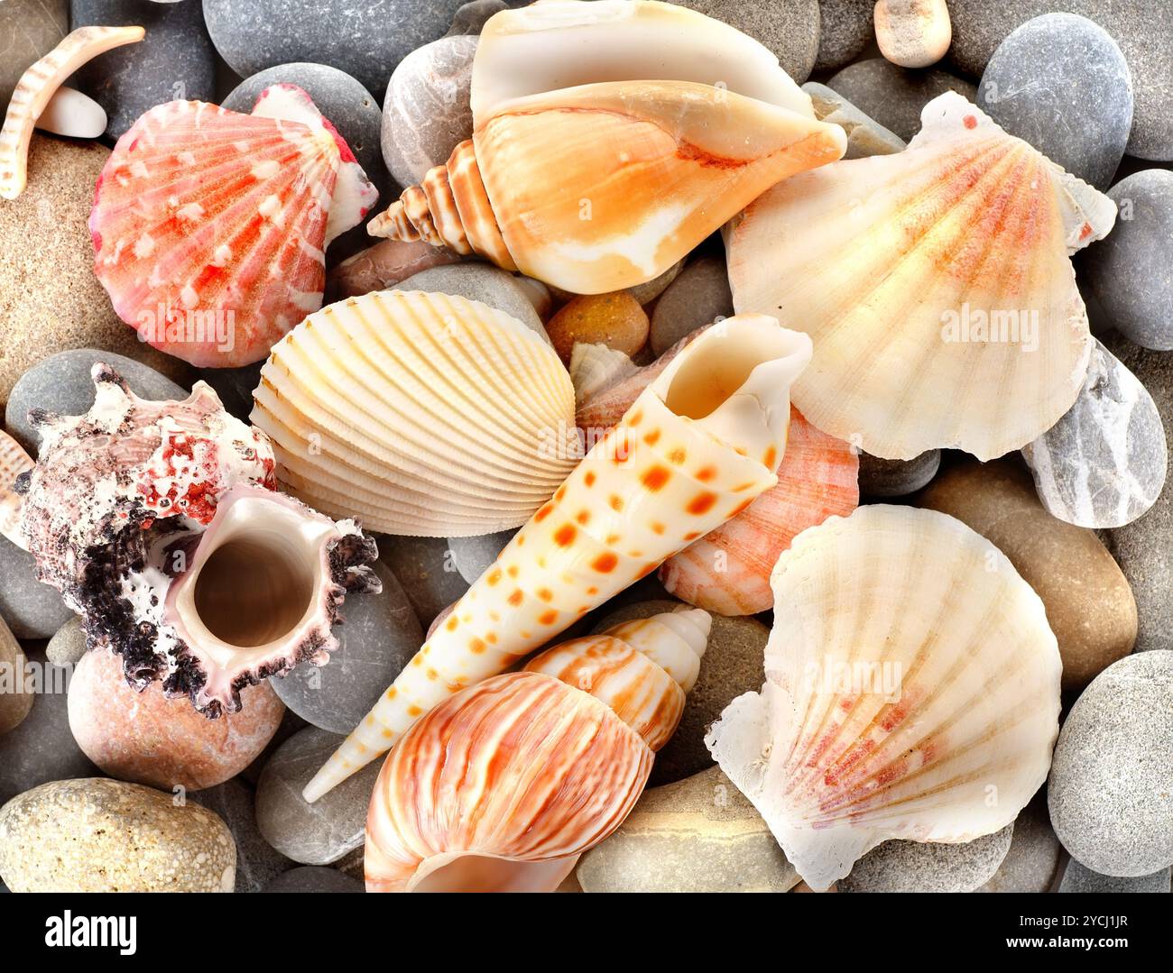 Pietra e conchiglie di mare Foto Stock