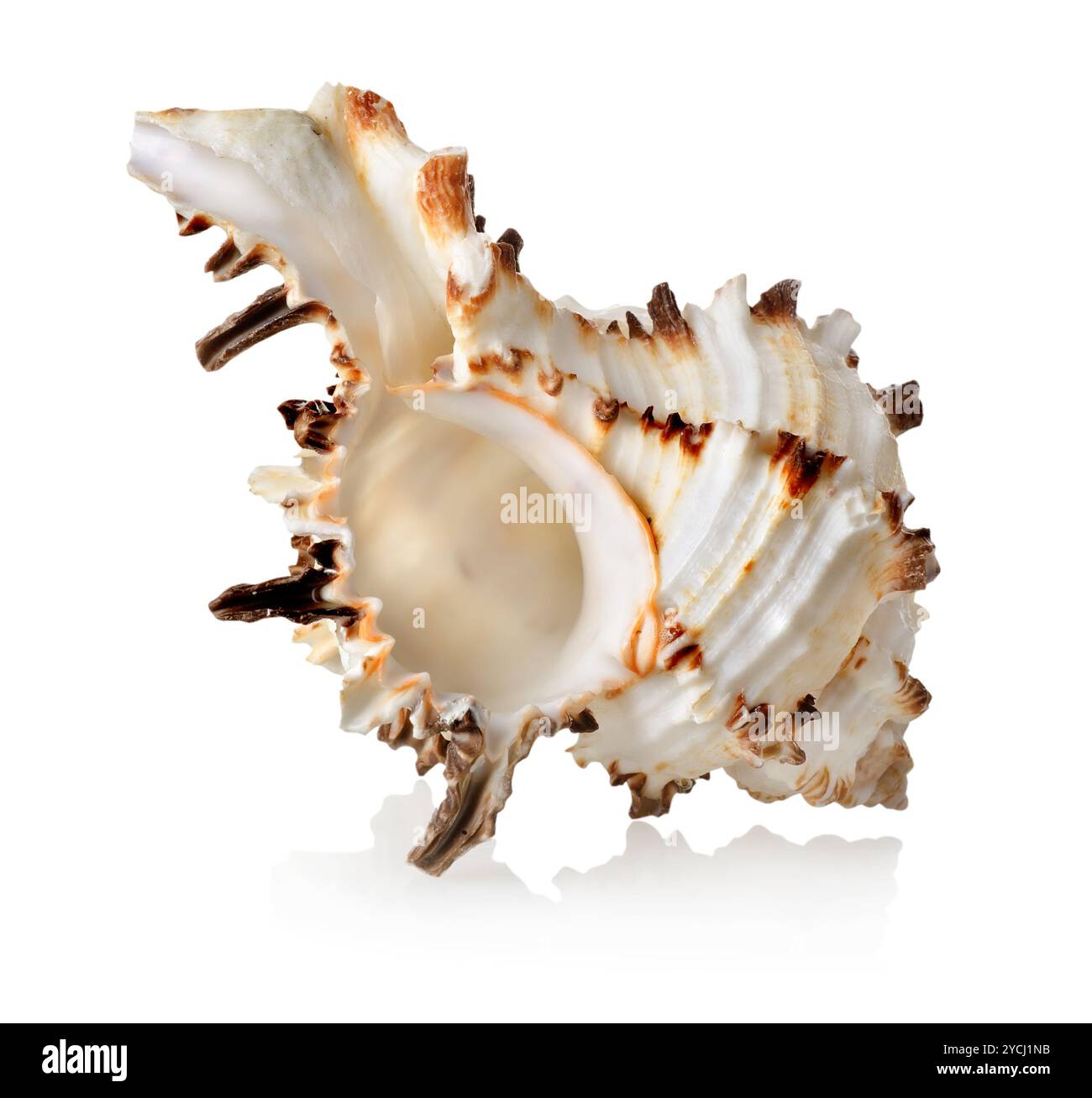 Grande conchiglia isolato Foto Stock