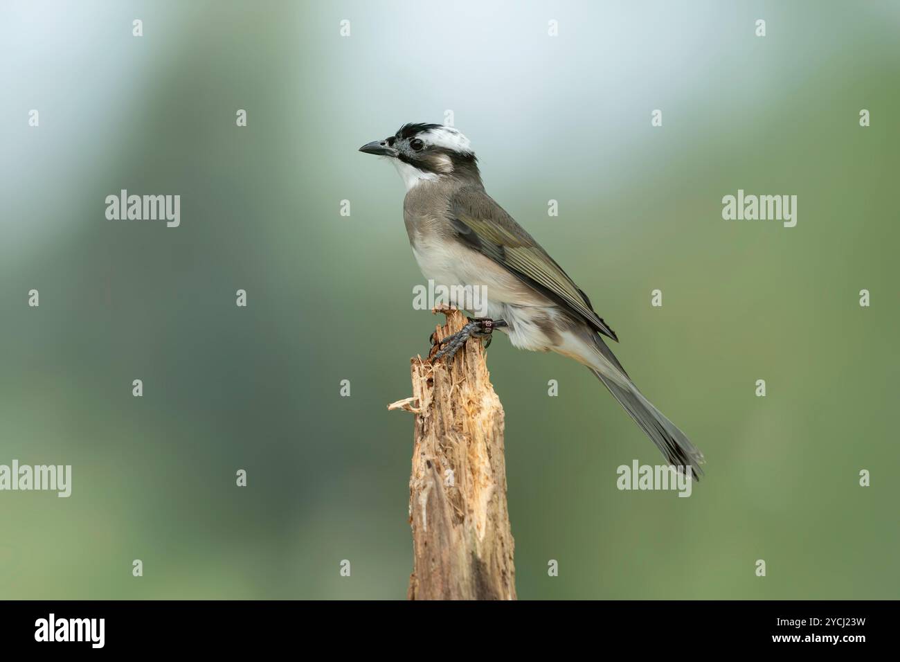 Bulbul Pycnonotus sinensis con ventilazione leggera Foto Stock