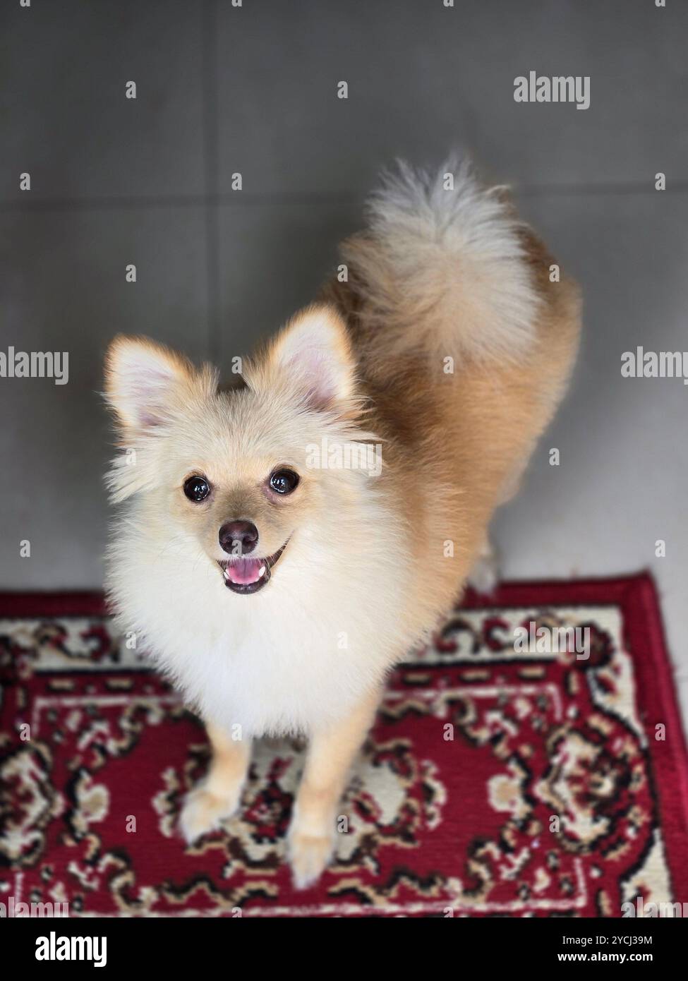Cane della Pomerania (Shiro) - Immagine stock catturata con smartphone