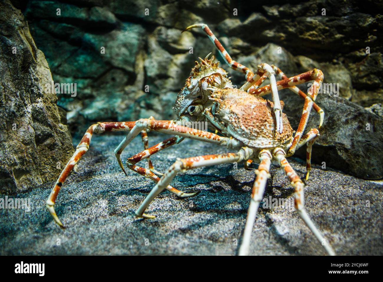 Granchio ragno giapponese - (Macrocheira kaempferi) Foto Stock