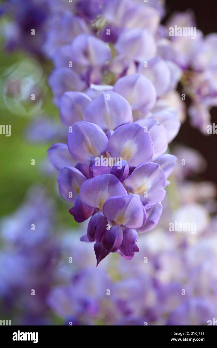 Il Glicine in giardino di primavera Foto Stock