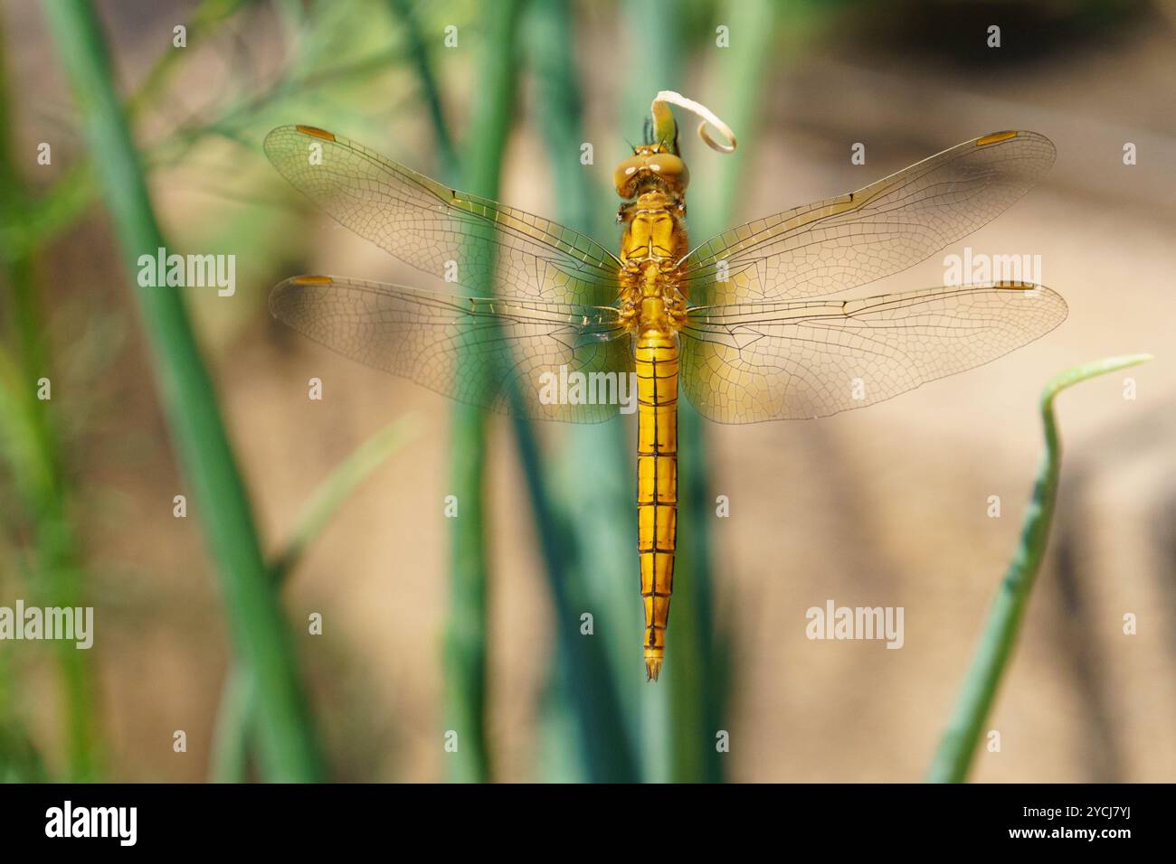 Uno skimmer dorato dalle chiglie brillanti (Orthetrum coerulescens), una specie di libellula appartenente alla famiglia Libellulidae. Foto Stock