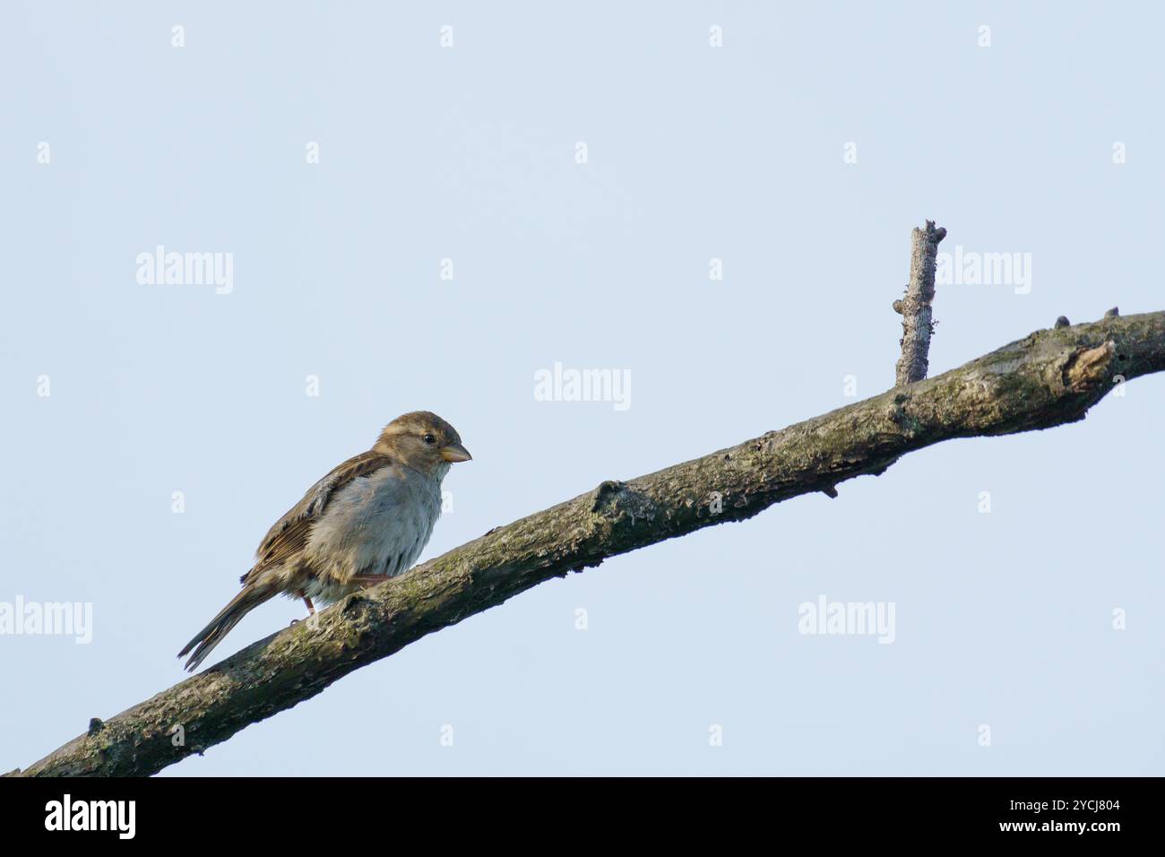 Un passero di casa (passer domesticus), arroccato su un ramo d'albero su uno sfondo verde profondo Foto Stock