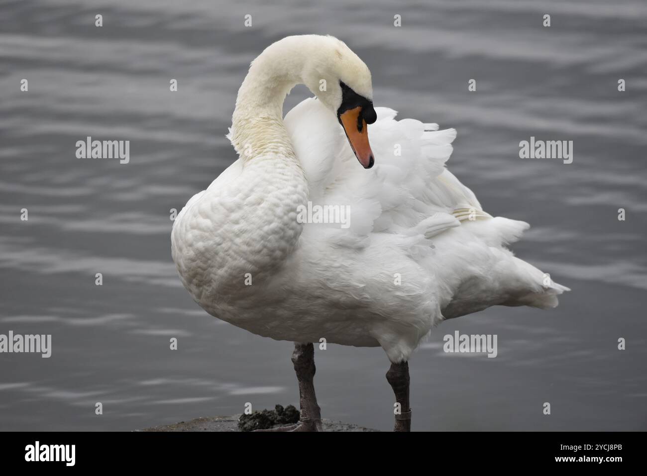 Ritratto ratto ravvicinato di un cigno muto (Cygnus olor) rivolto verso la fotocamera con la testa rivolta verso sinistra per iniziare la preparazione, realizzato nel Regno Unito in autunno Foto Stock