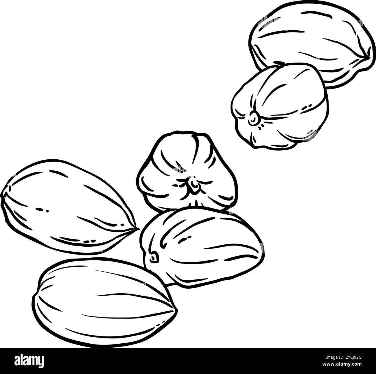 Illustrazione del profilo isolato dei dadi jojoba. Illustrazione Vettoriale