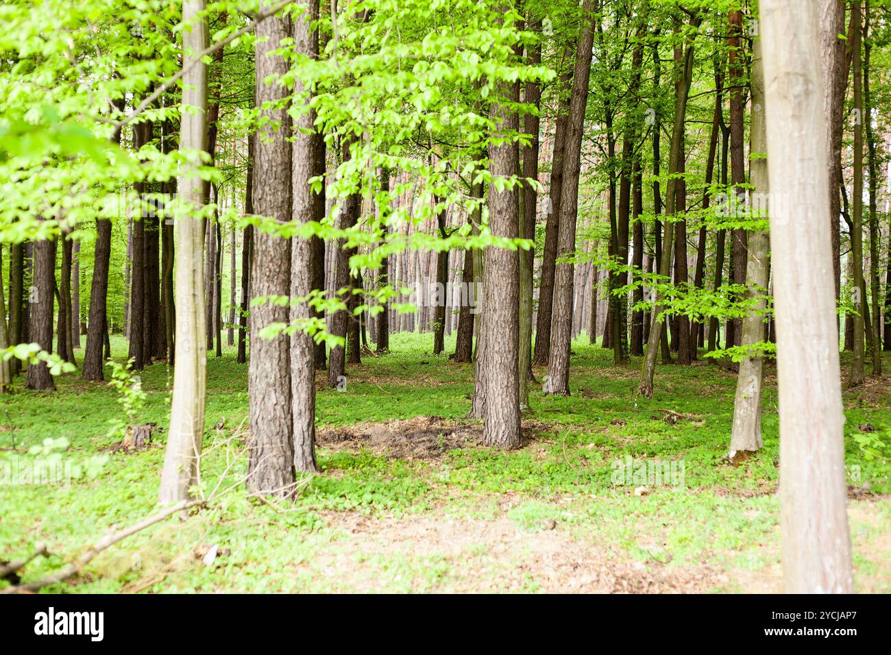 Gli alberi forestali. natura legno verde e gli sfondi di luce solare Foto Stock