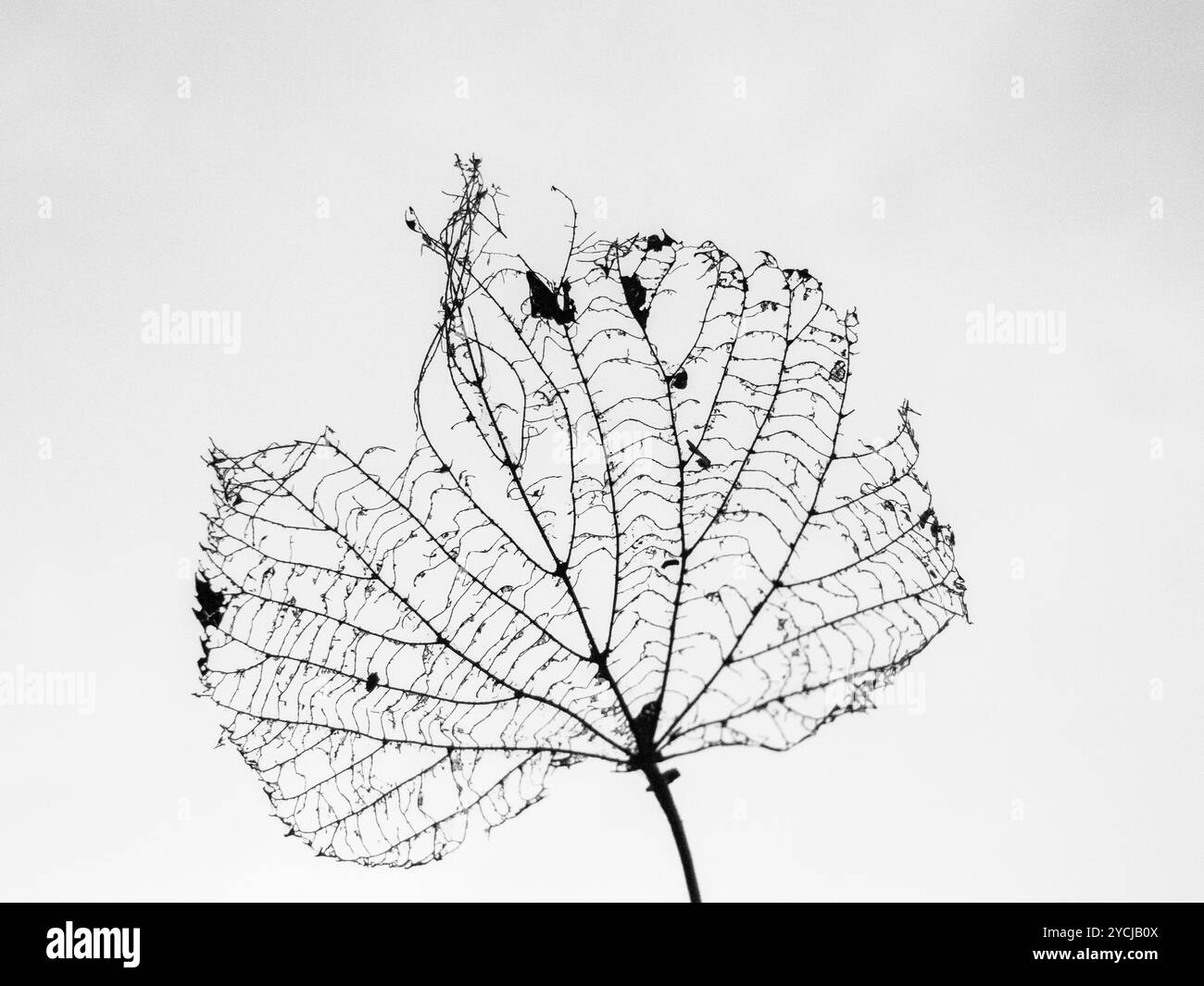 Scheletro a foglia con silhouette autunnale e sfondo bianco Foto Stock