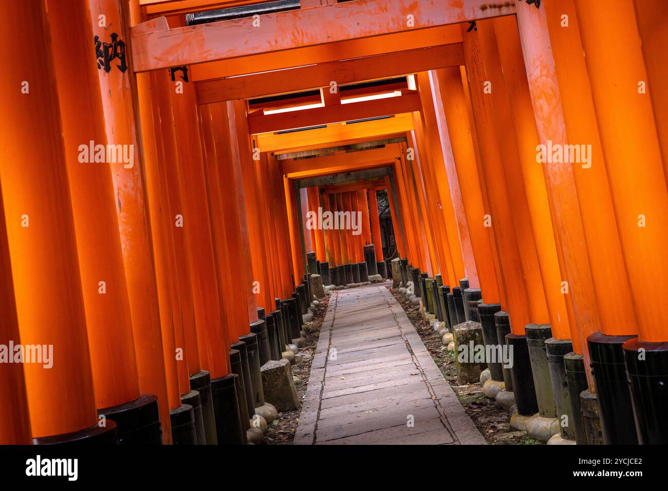 Porte torii che creano un effetto tunnel al santuario di fushimi inari, in giappone Foto Stock