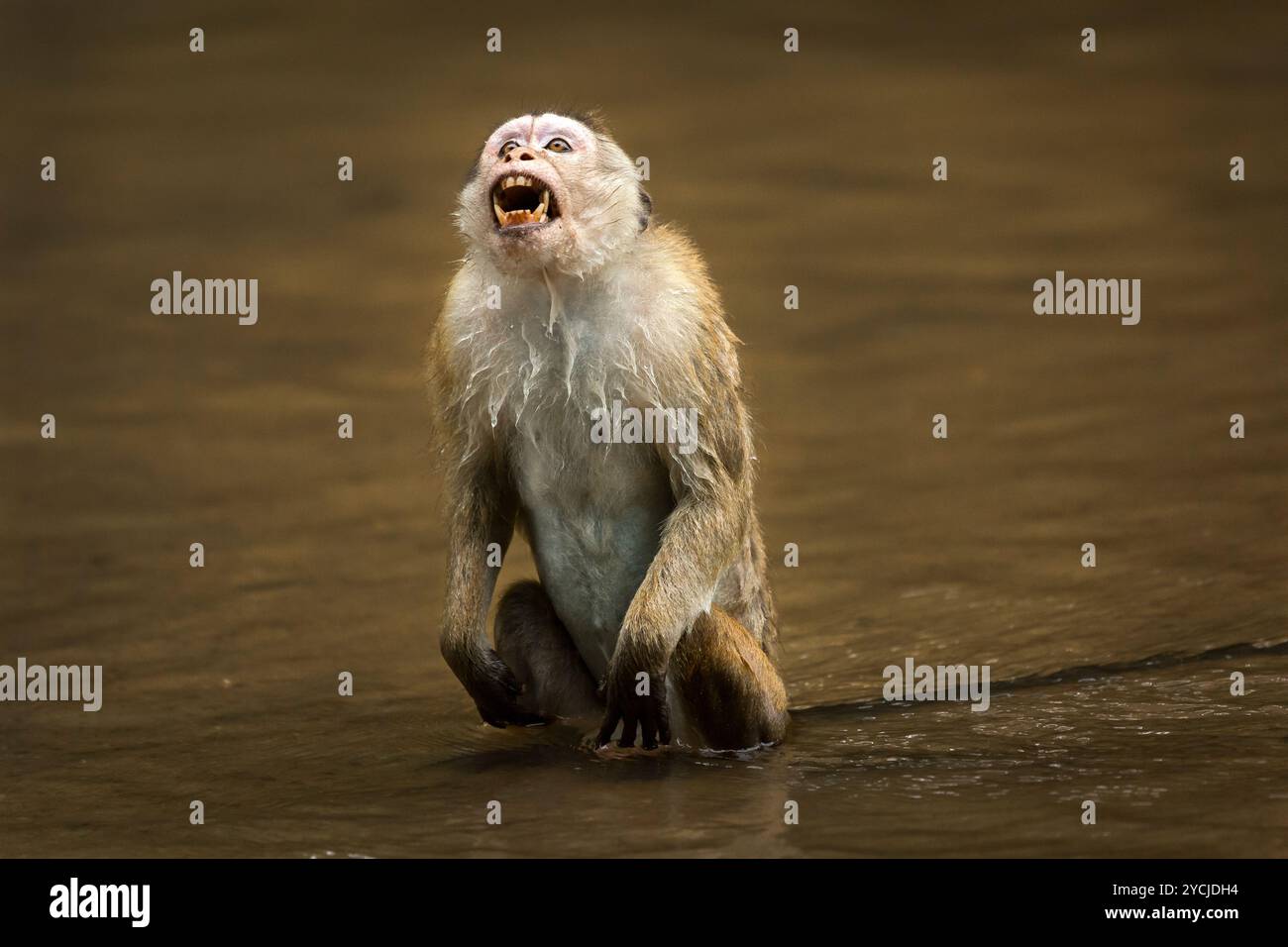 Toque Monkey in visualizzazione aggressiva Foto Stock