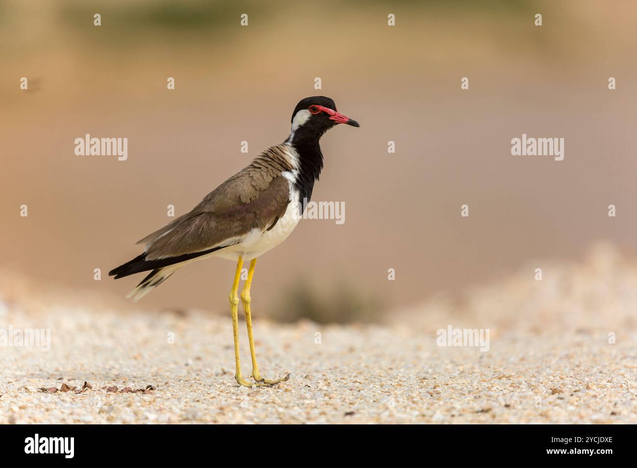 Red wattled Pavoncella Foto Stock