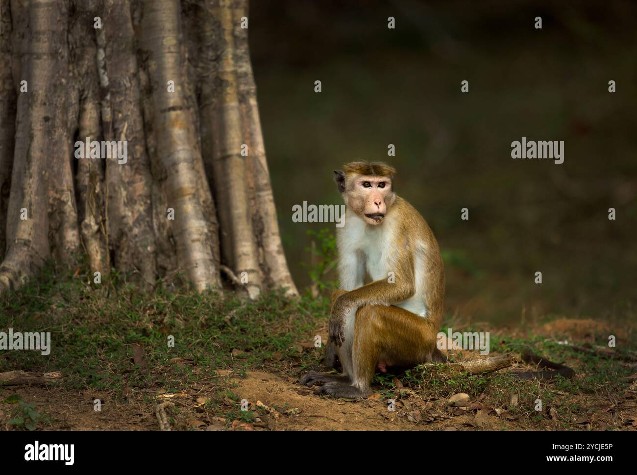 Toque scimmia a Yala Foto Stock