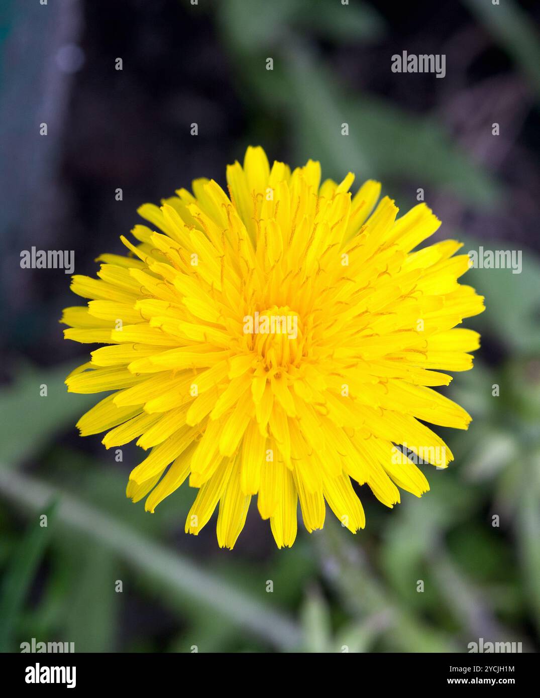 Fiore di dente di leone Foto Stock
