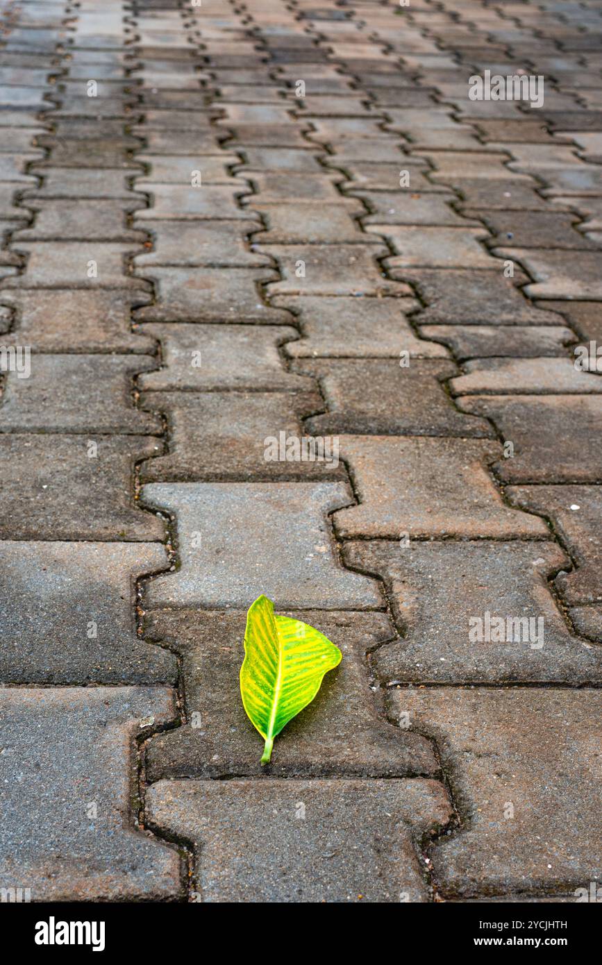 Una foglia sulle asfaltatrici Foto Stock
