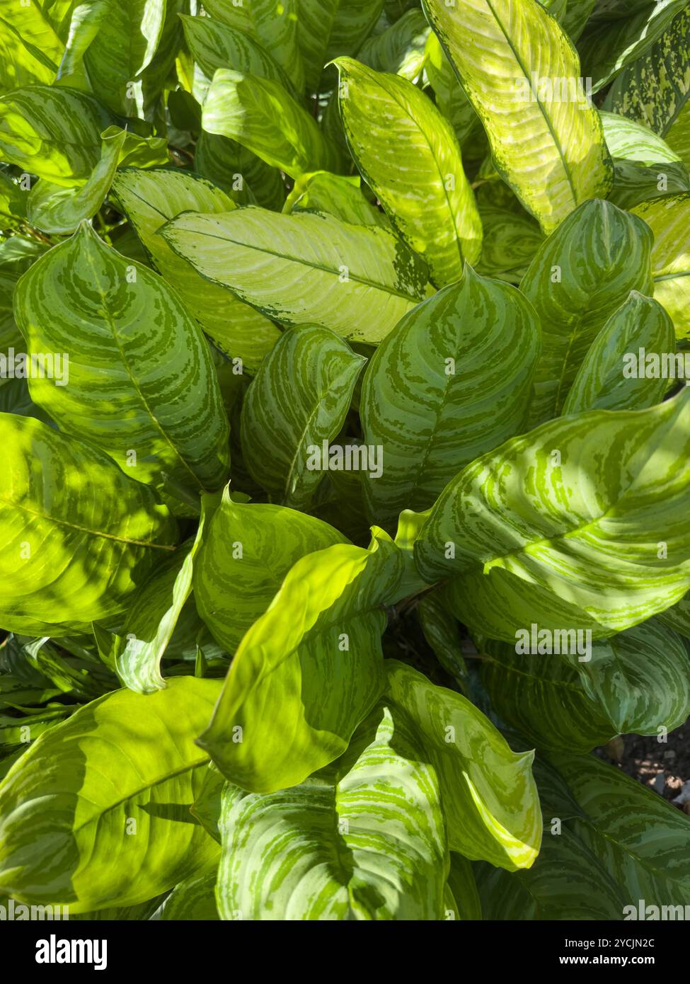 Le foglie verdi brillanti sfoggiano motivi intricati sotto la luce del sole in un vivace giardino. Foto Stock