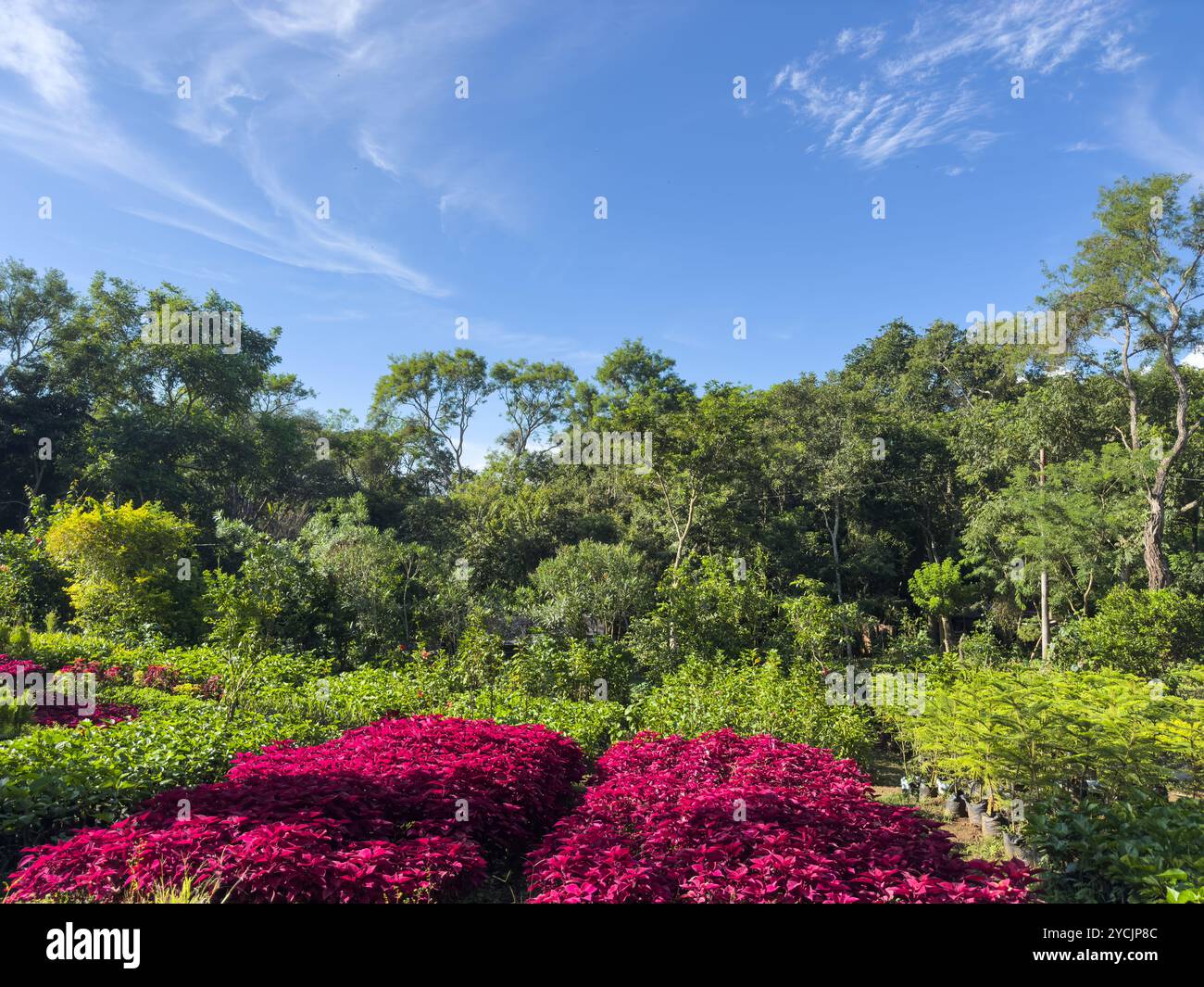 Fiori colorati fioriscono in un tranquillo giardino circondato da alberi fiorenti nelle giornate di sole. Foto Stock
