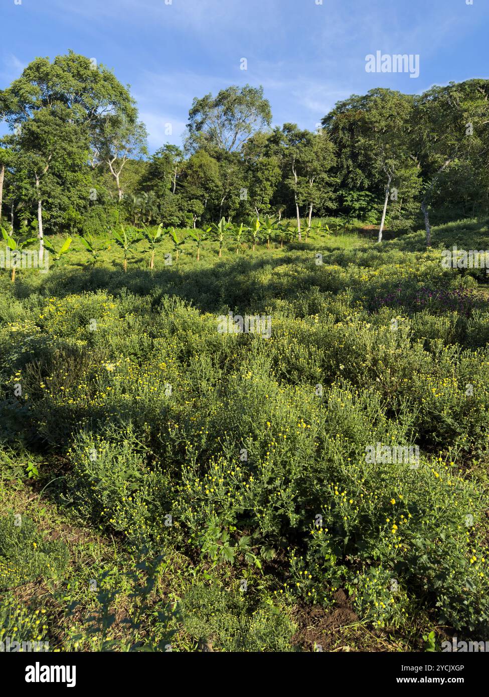 Vibrante collina verde presenta una varietà di fiori gialli e alti alberi, bagnati dalla luce del sole. Foto Stock