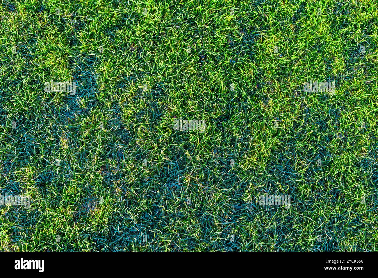 prato verde ricoperto da una consistenza hoarfrost mattutina Foto Stock