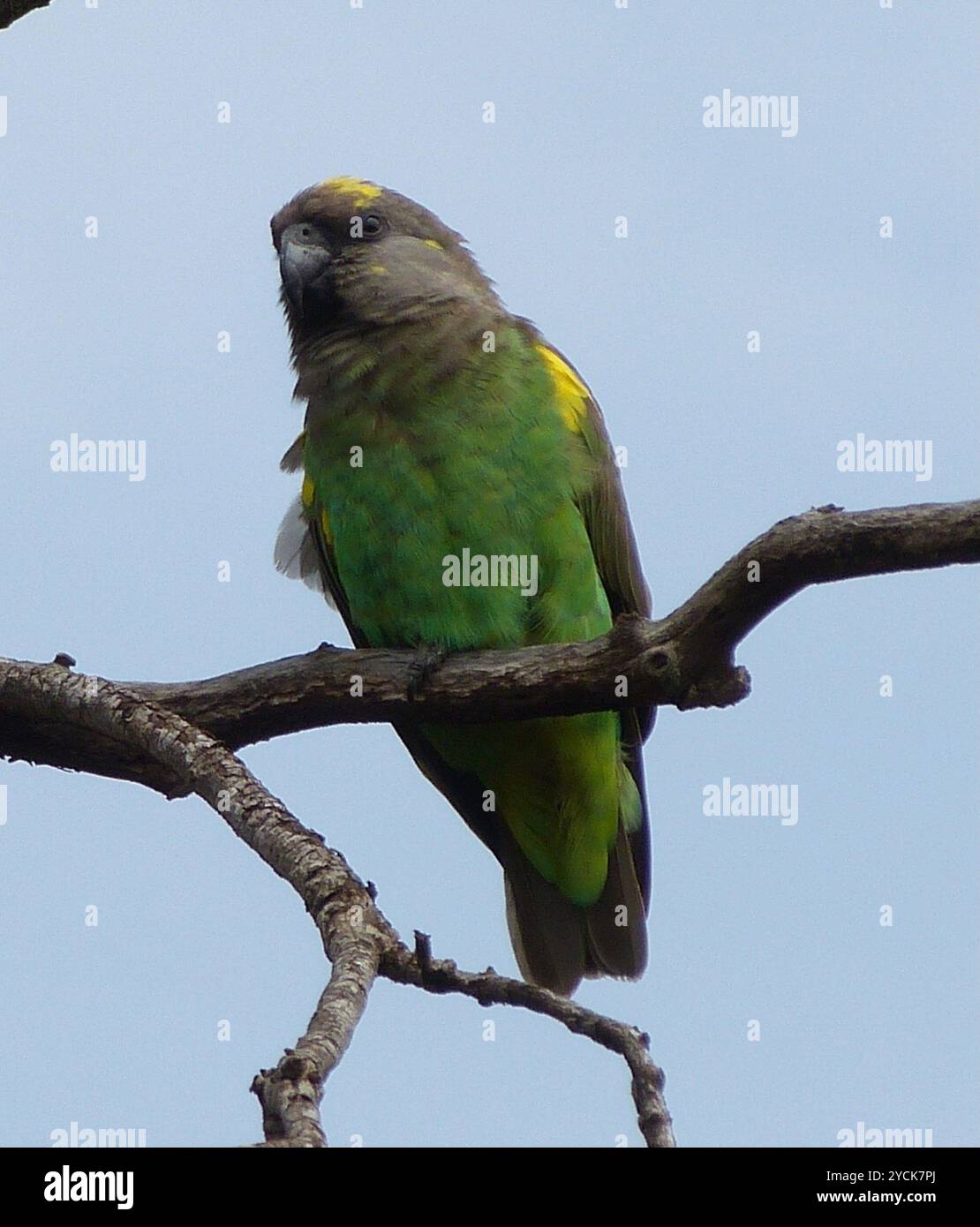 Pappagallo bruno ugandese (Poicephalus meyeri saturatus) Aves Foto Stock
