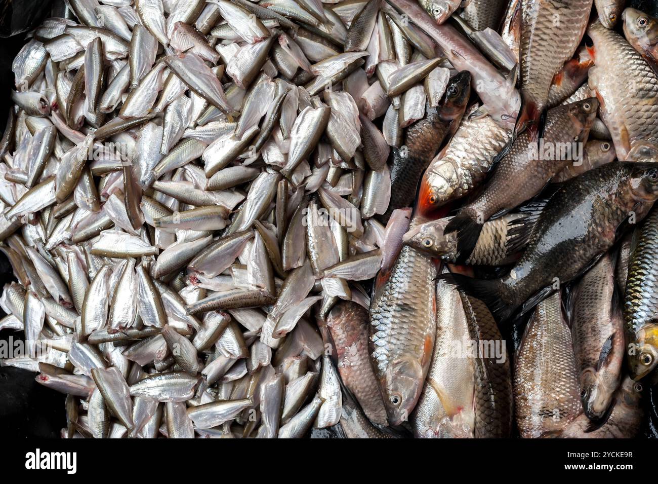 Materie di pesce fresco in vendita presso asian food market Foto Stock