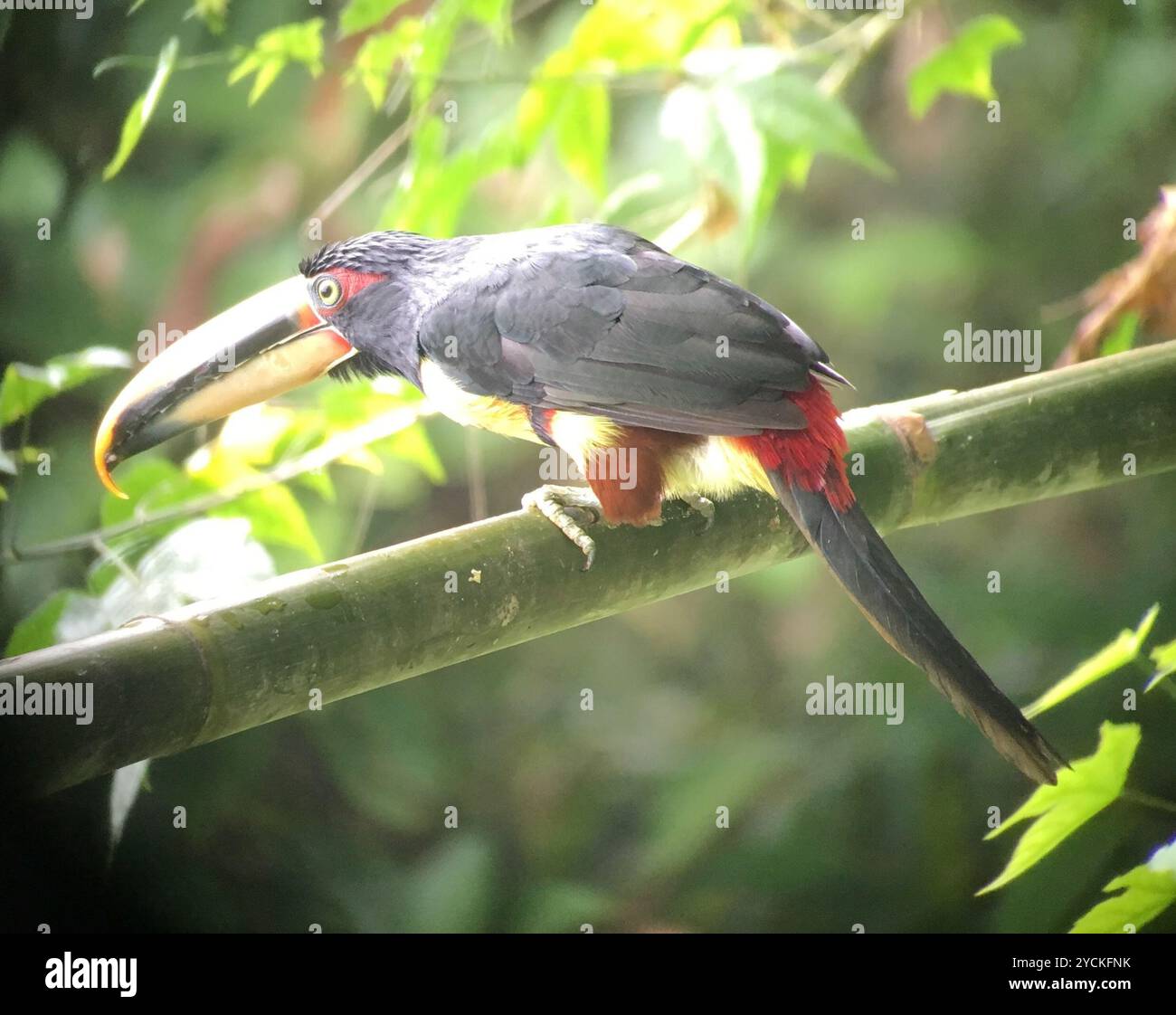 Aracari (Pteroglossus torquatus erythropygius) Aves con mandiboli pallidi Foto Stock