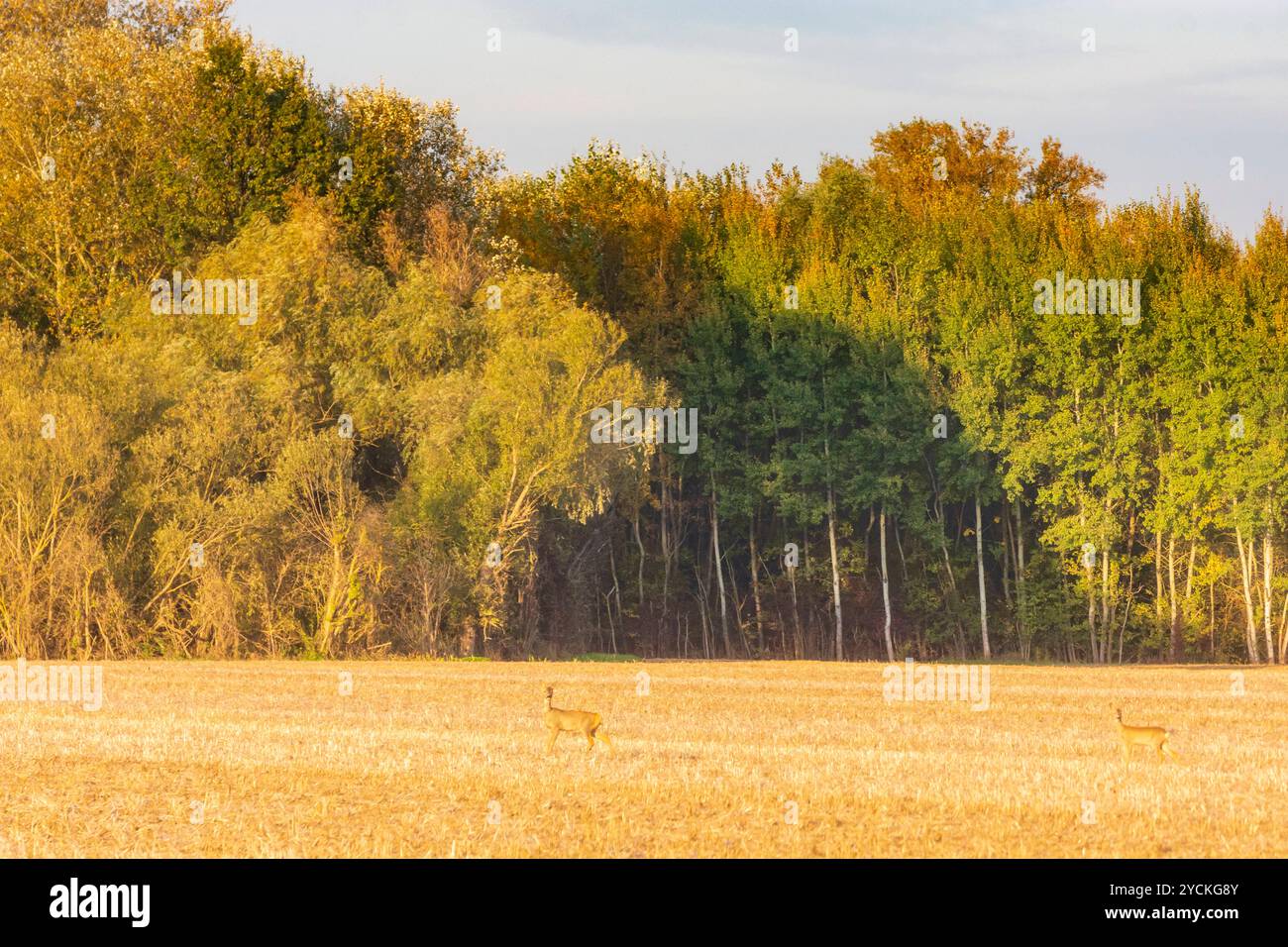 Foreste ripariali sul fiume Morava March, cervi Hohenau an der March Weinviertel Niederösterreich, bassa Austria Austria Austria Foto Stock