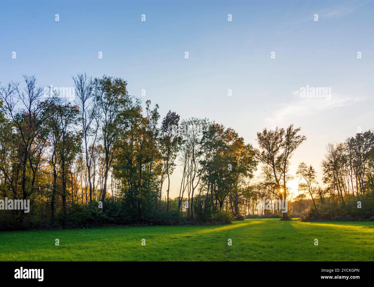 Foreste ripariali sul fiume Morava March, Marchauen Hohenau an der March Weinviertel Niederösterreich, bassa Austria Austria Foto Stock