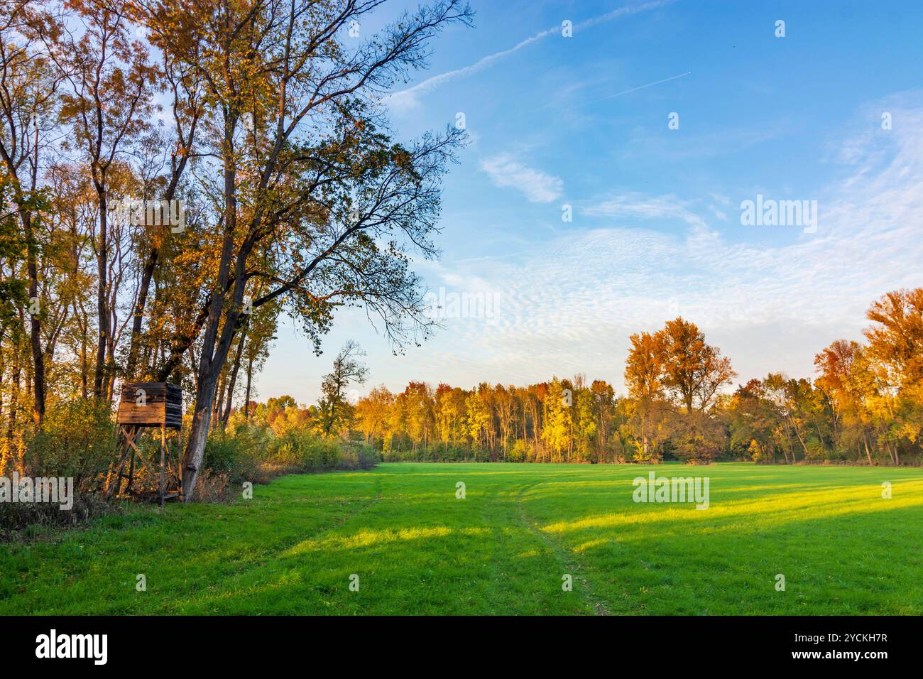 Foreste ripariali sul fiume Morava March, Marchauen Hohenau an der March Weinviertel Niederösterreich, bassa Austria Austria Foto Stock